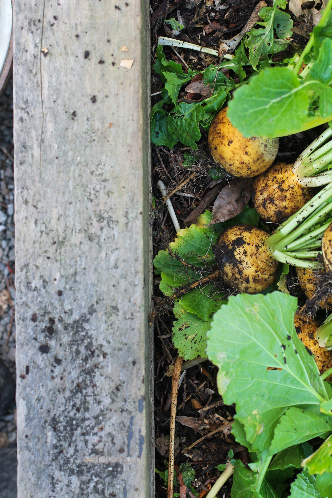 Specialty Soil Mixes, like 'Vegetable Mix' have tailored NPK fertilisers to boost growth