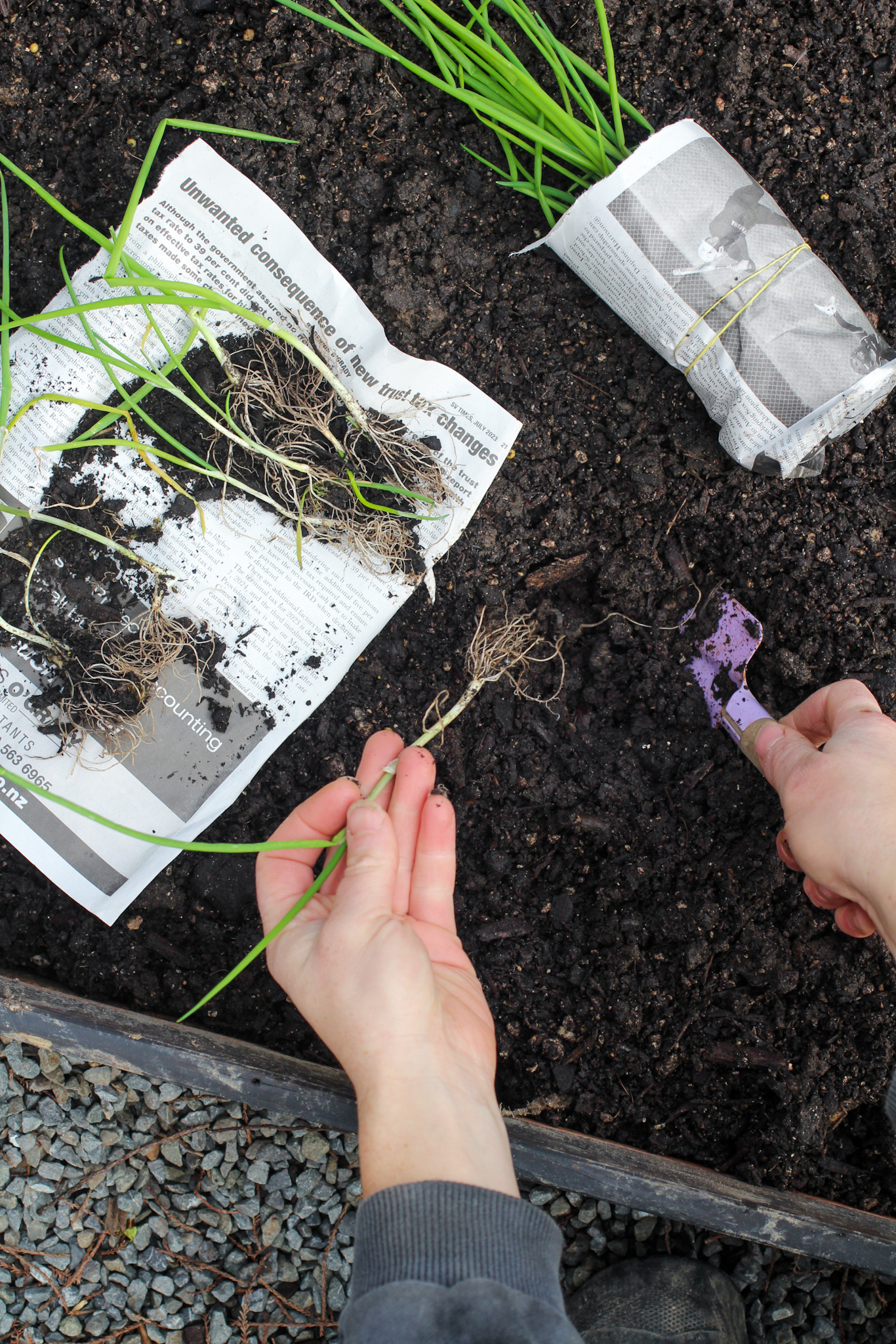 Vegetable Mix can be combined with Garden Mix in a raised or edged bed