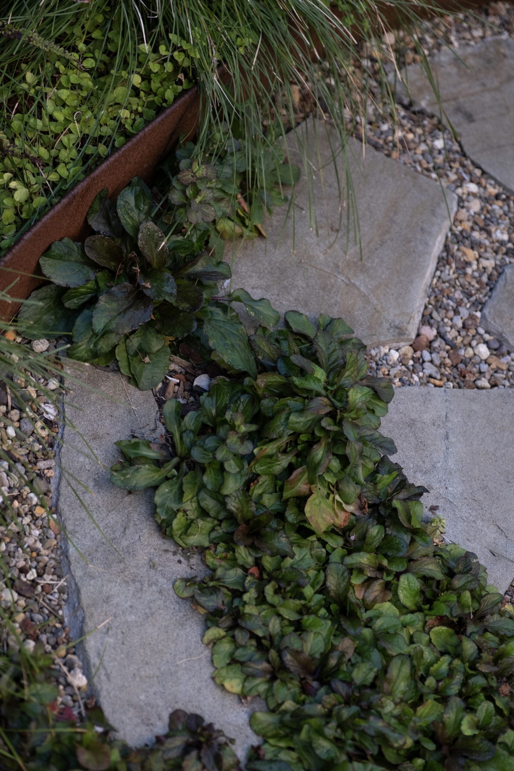 Ground cover and creeping plants between concrete pavers