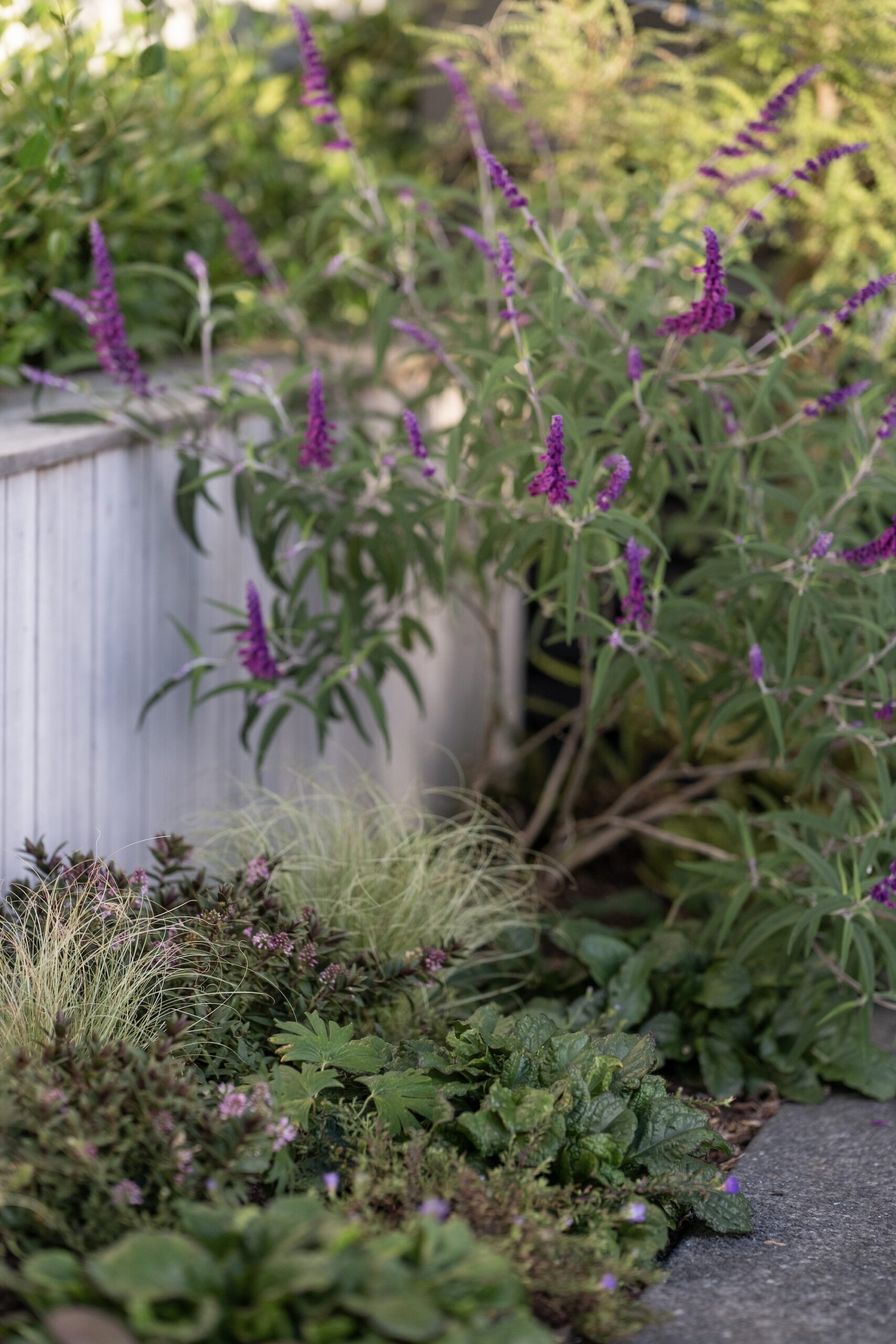 Wild planting with purple blooms near a white stucco wall