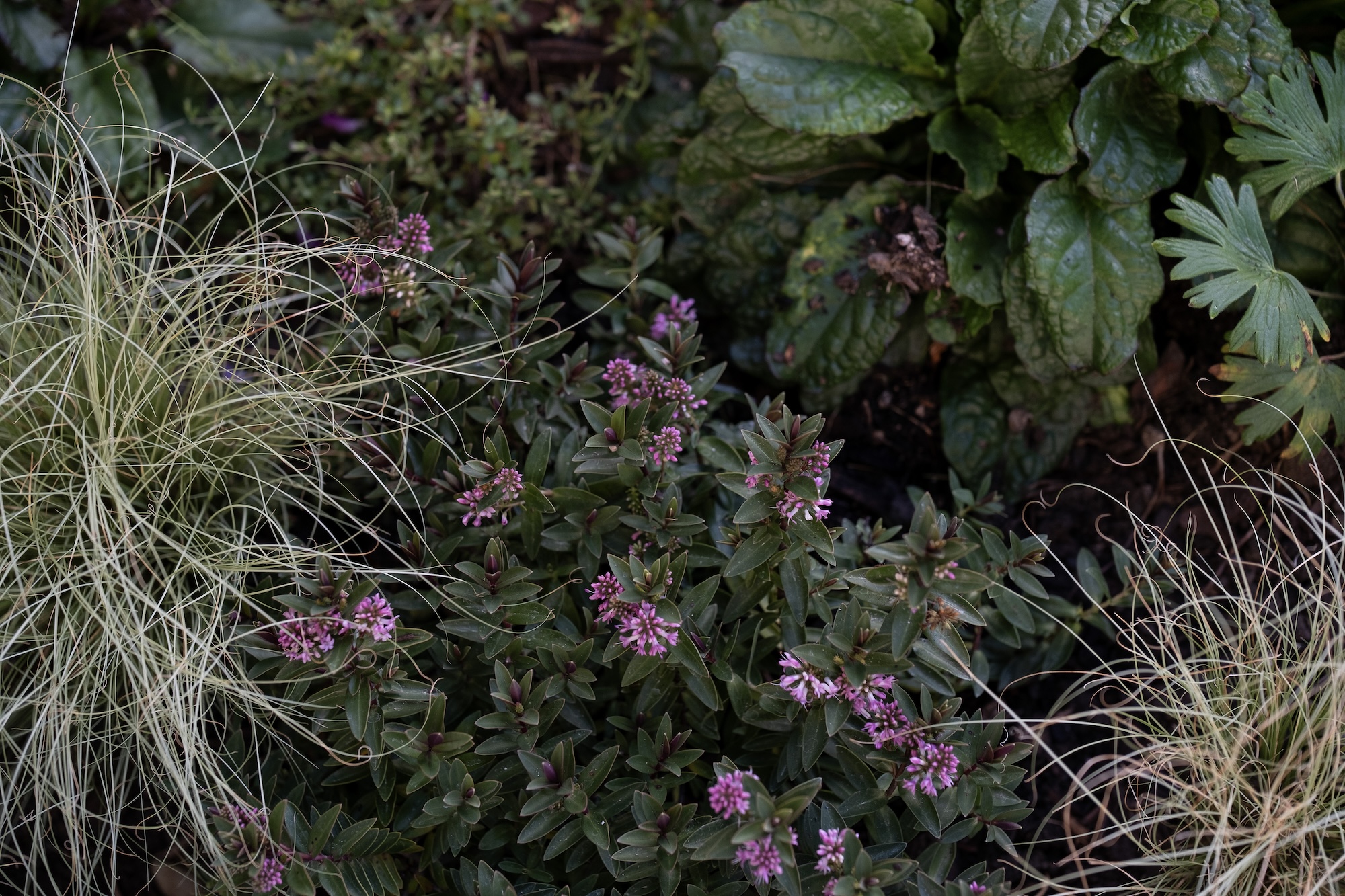 Mixed planting bed with leafy greens and small purple flowers
