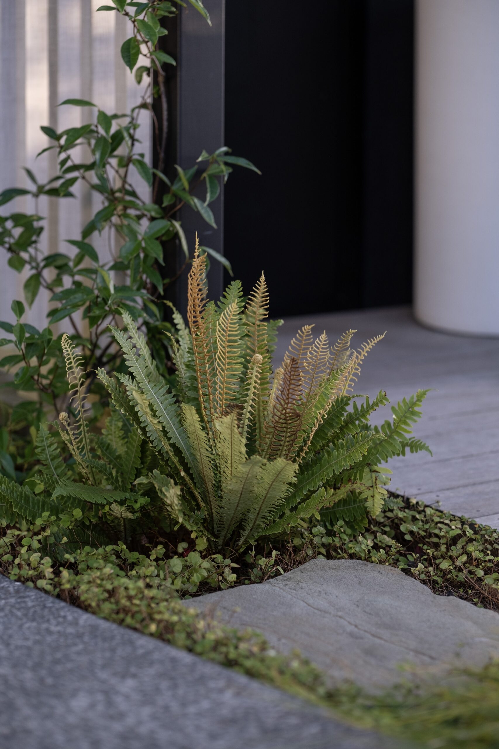 Architectural doorway framed by structured planting and gravel