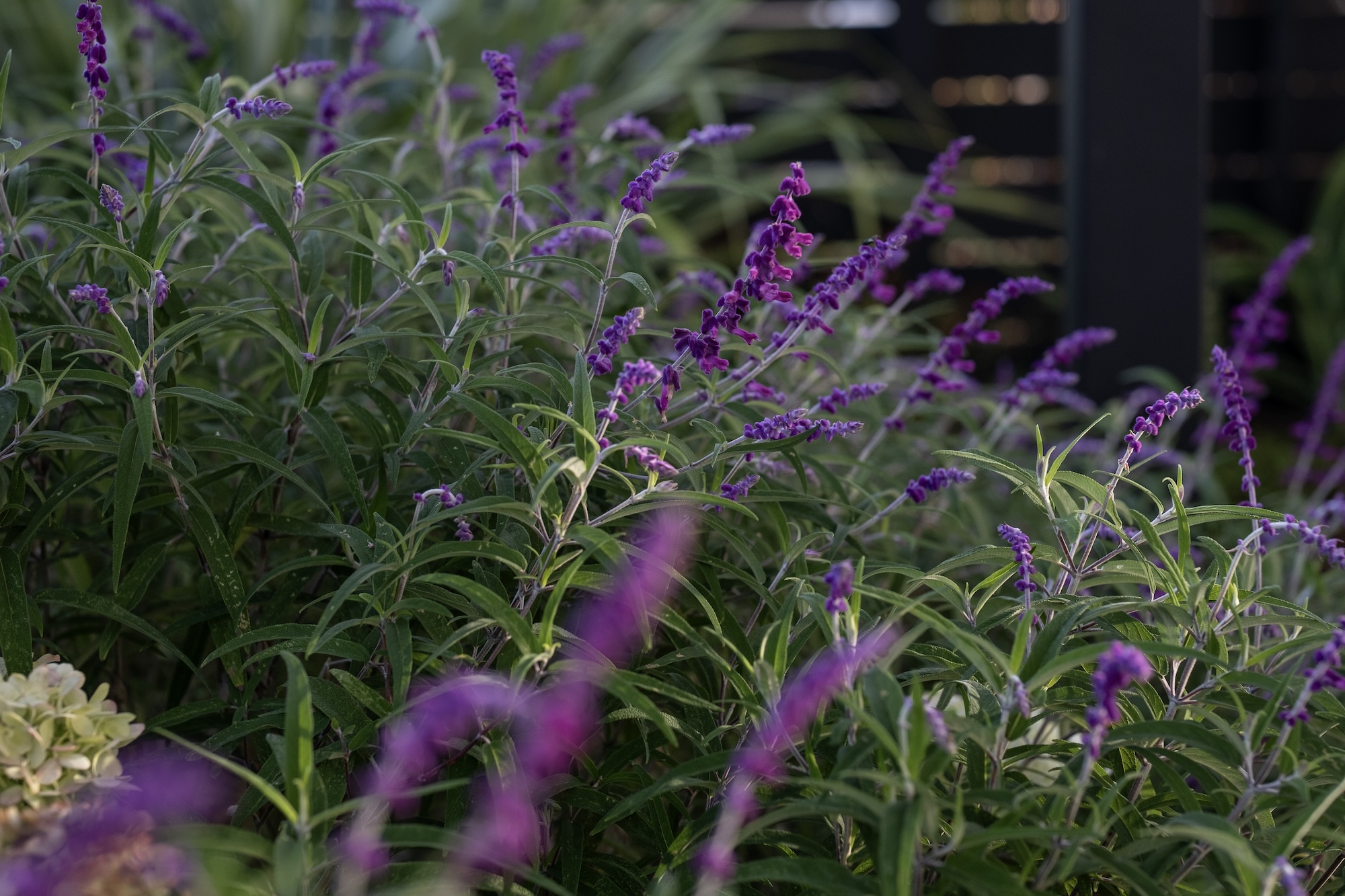 Vibrant purple salvia and green planting in a dense garden bed