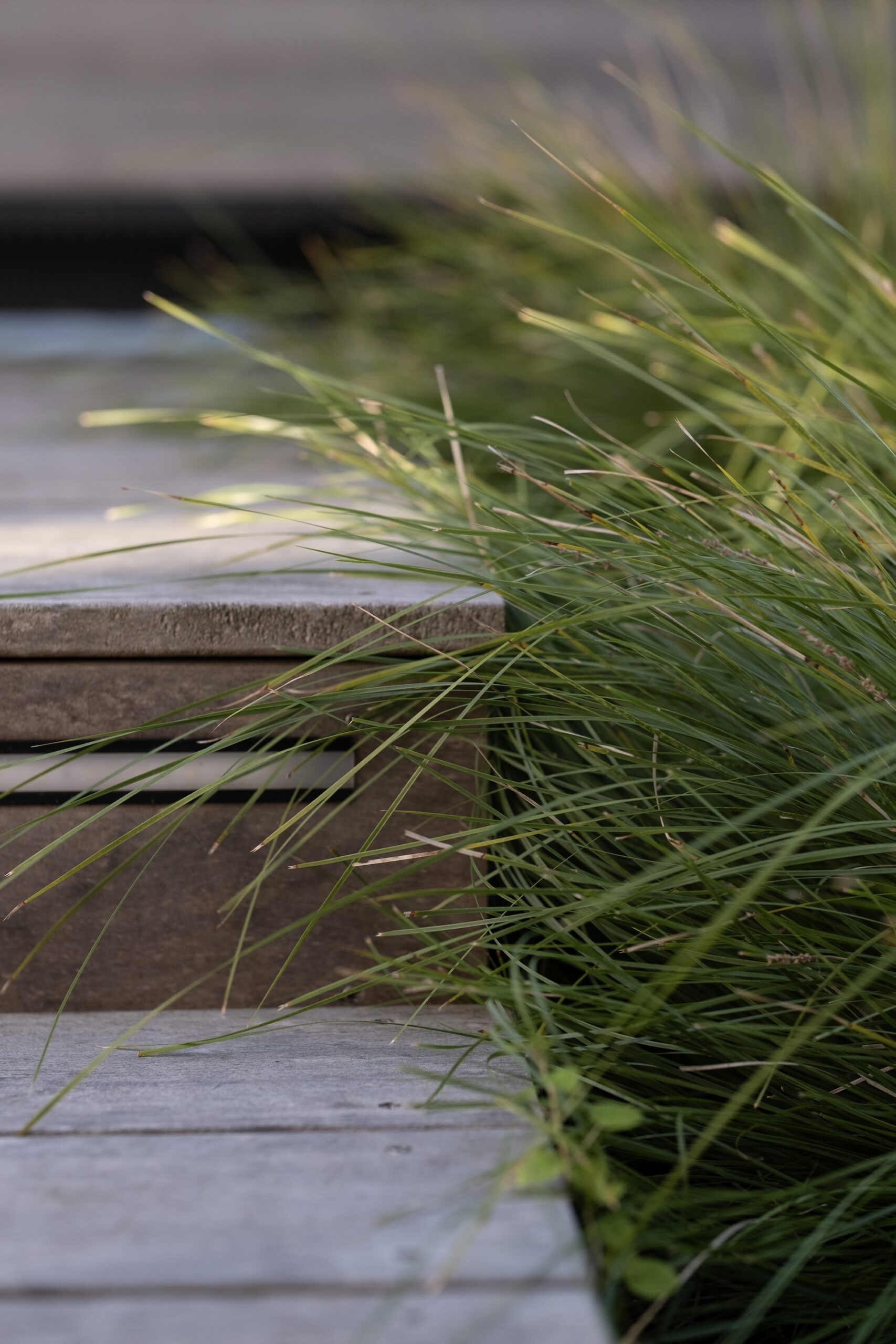 Close-up of ornamental grass beside concrete paving