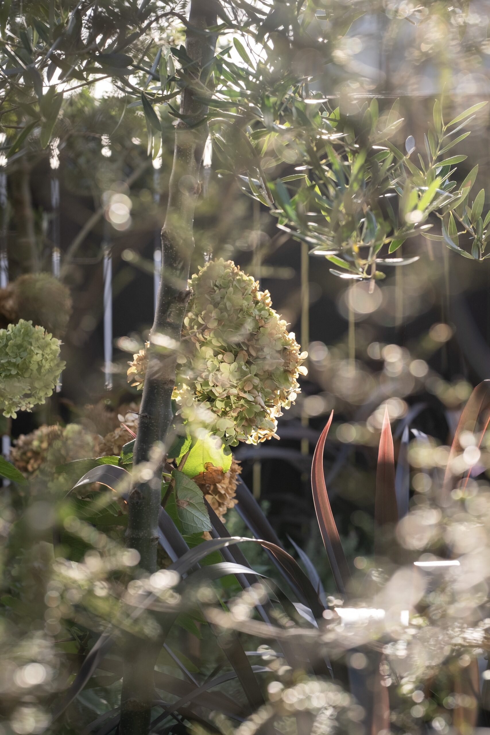 Dappled light on lush garden with a blooming hydrangea