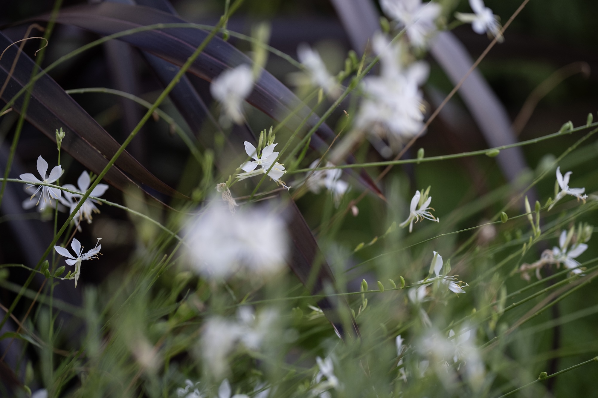 Soft-focus image of white flowers in a summer garden