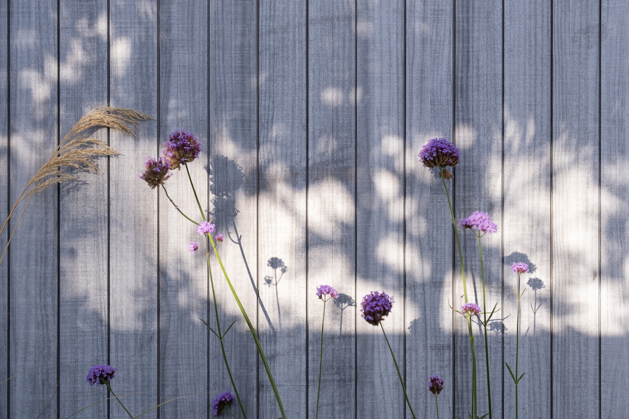 Shadows and blooms on a weathered wooden fence