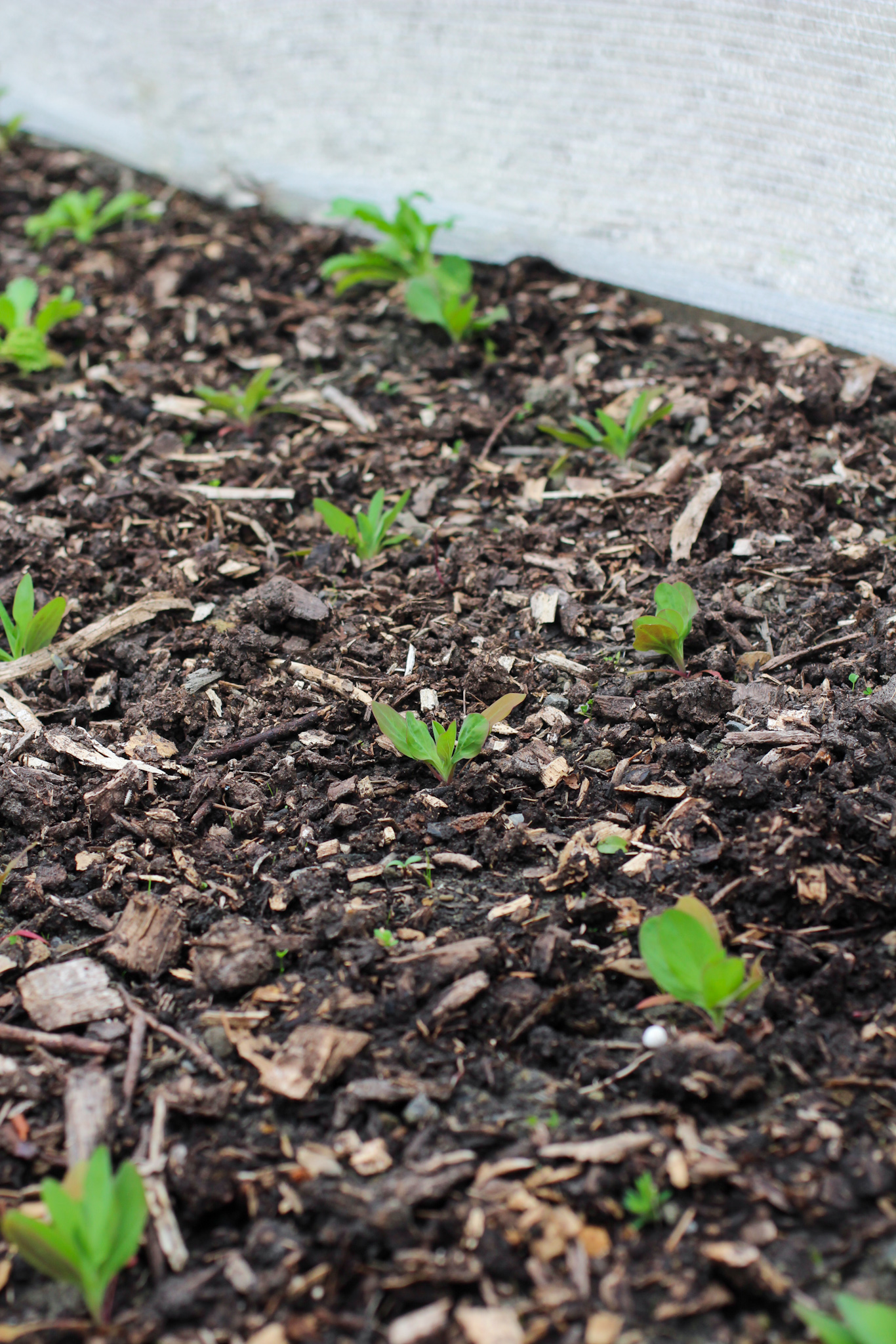 mulch can help sandy soil retain moisture