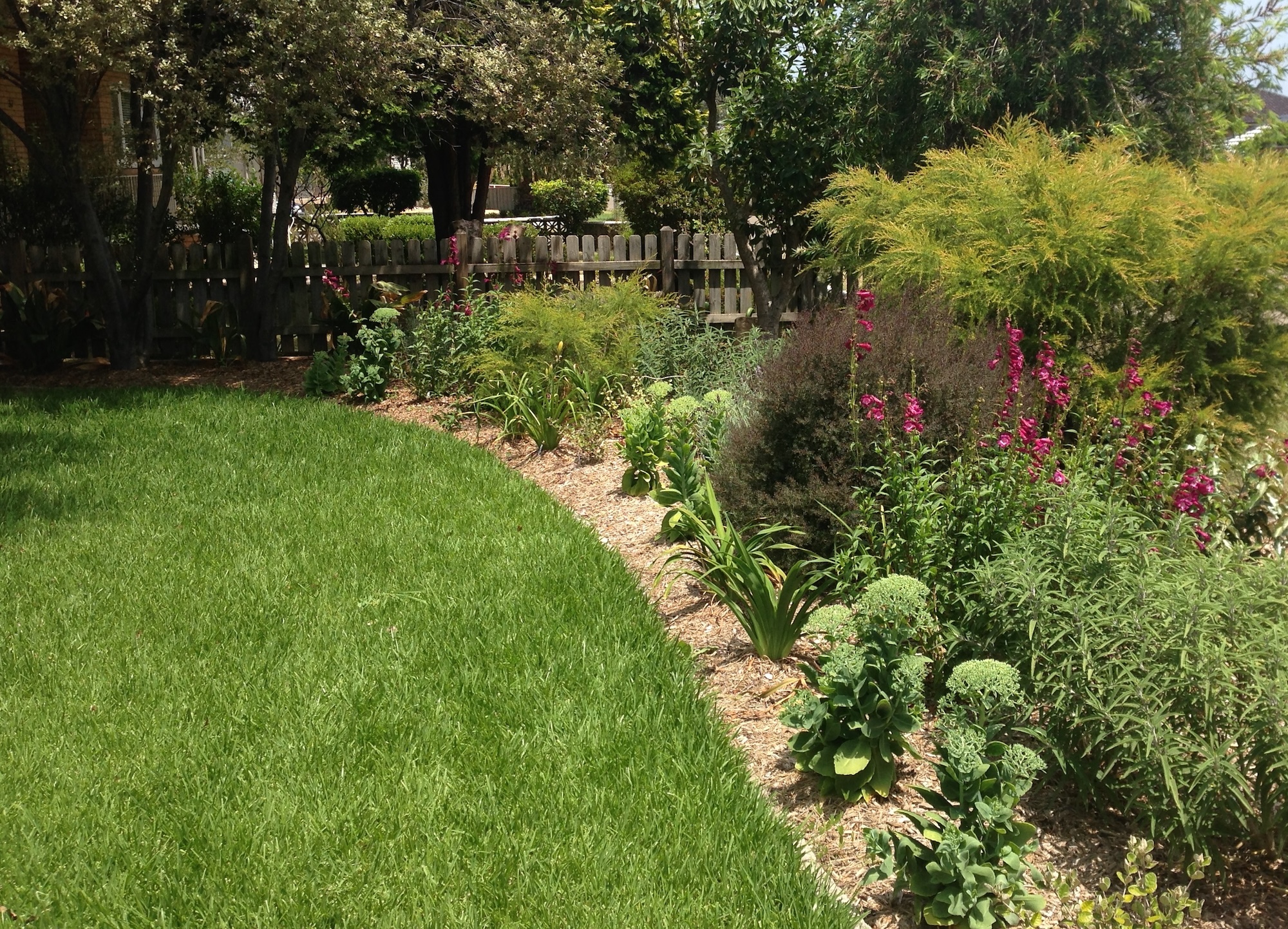 Traditional lawn with perennial border and rustic fence in background