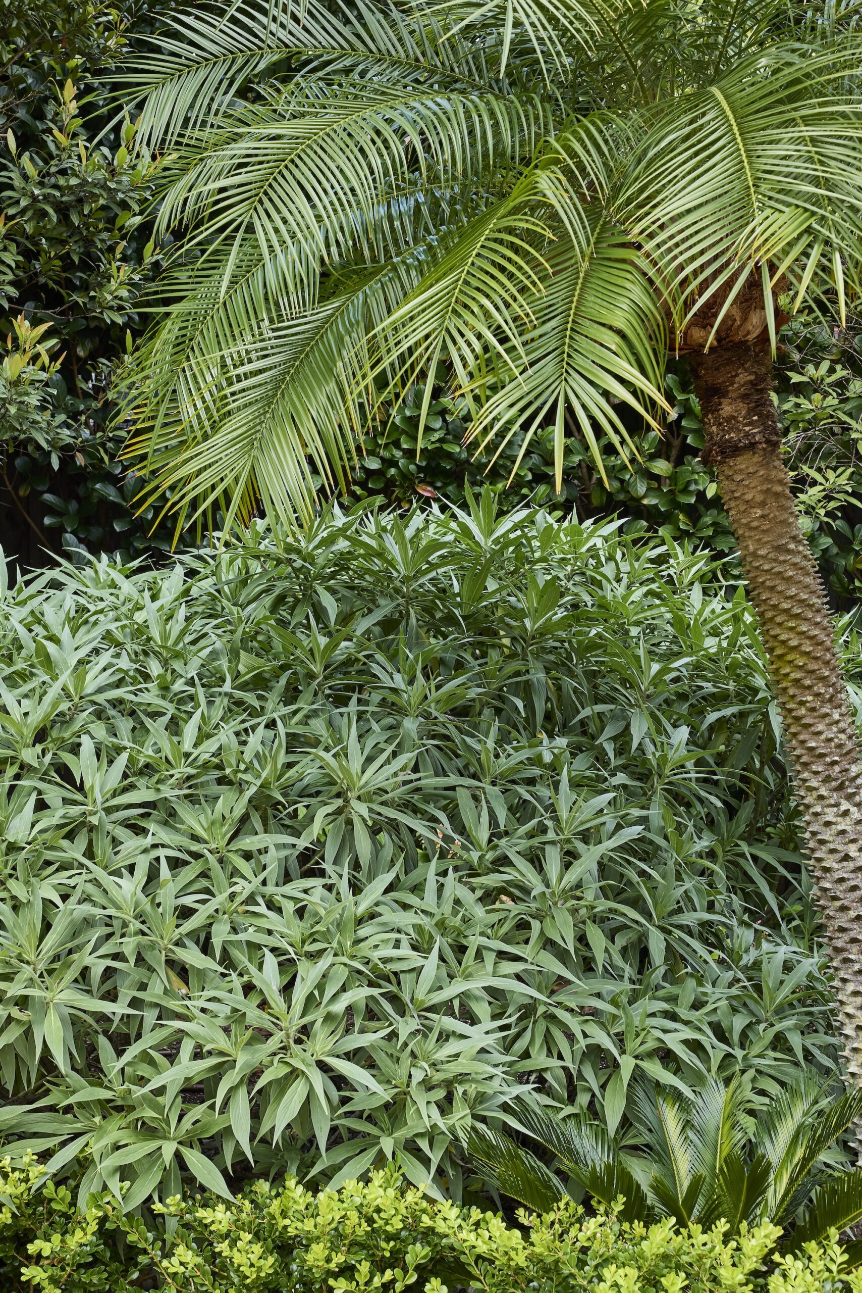 Nelson Thomas X Sage Journal - Gordon Project Nelson Thomas X Sage Journal - Gordon Project