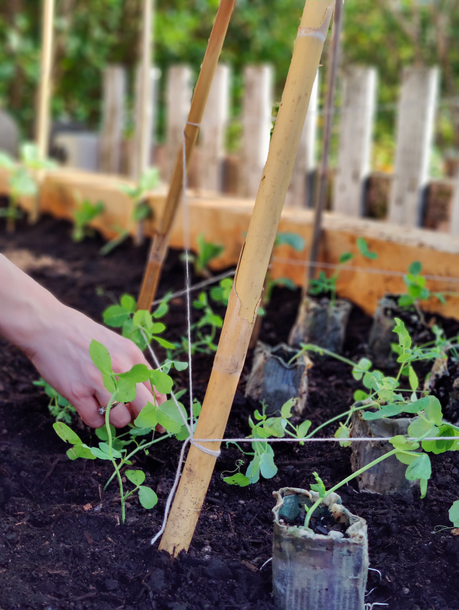 use garden mix in raised beds, bottomless containers or edged garden beds