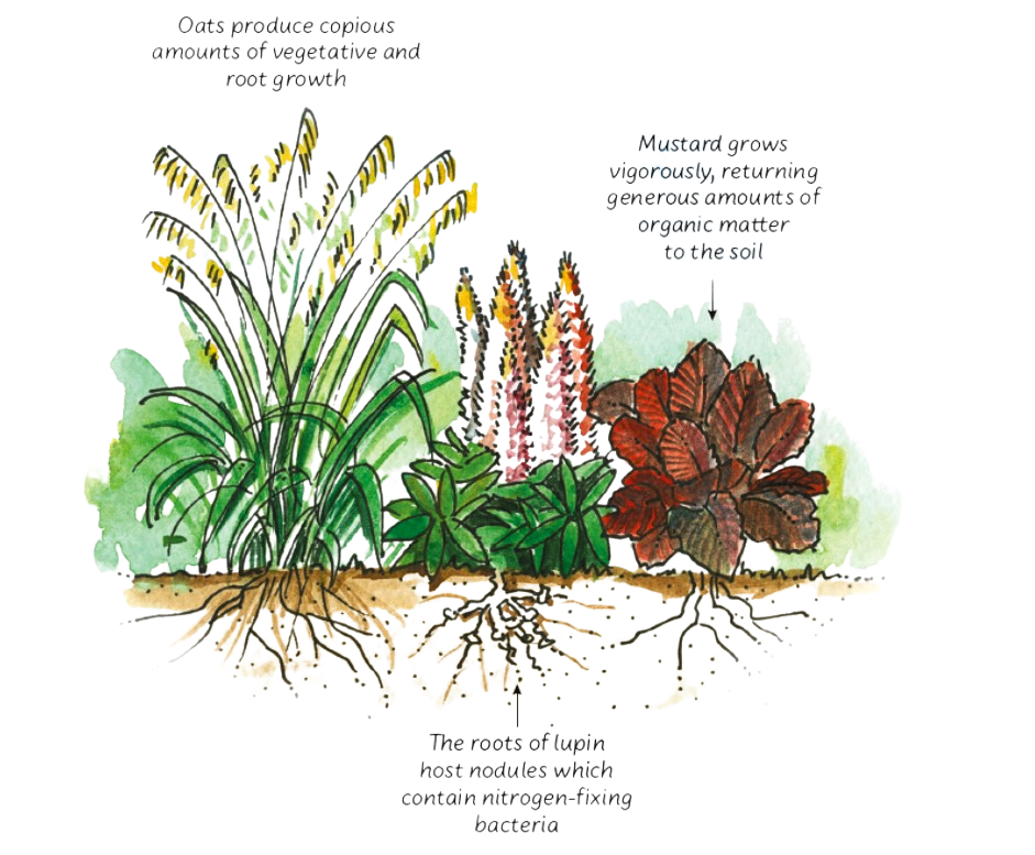 How to grow cover crops