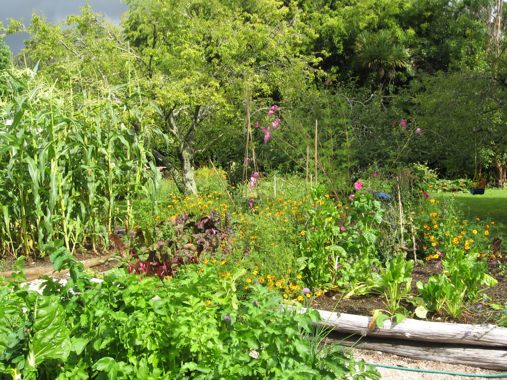 Flourishing food garden with sweetcorn, beets, marigolds, and flowering herbs