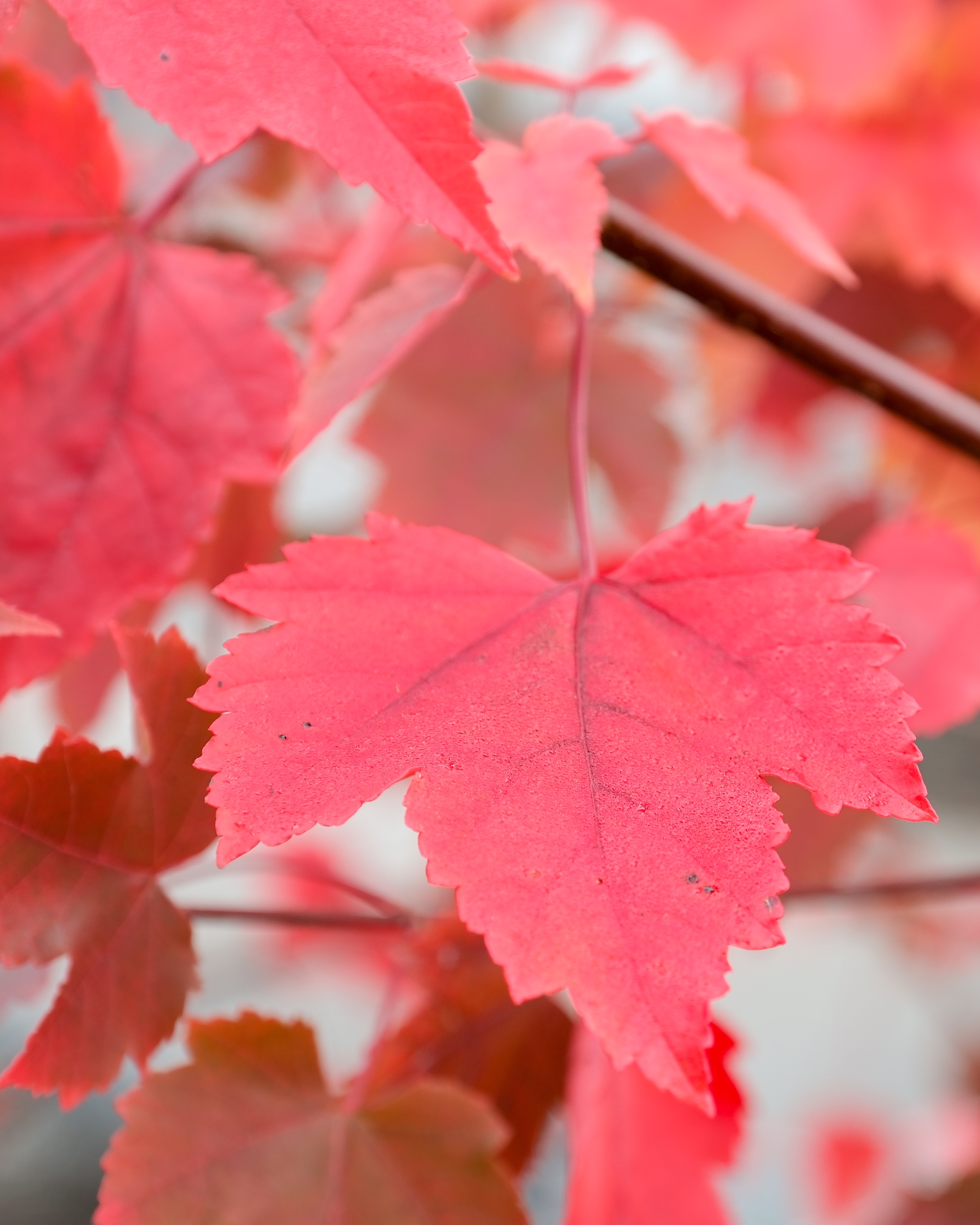 Bright red Acer 'October Glory' leaf in sharp focus with blurred background