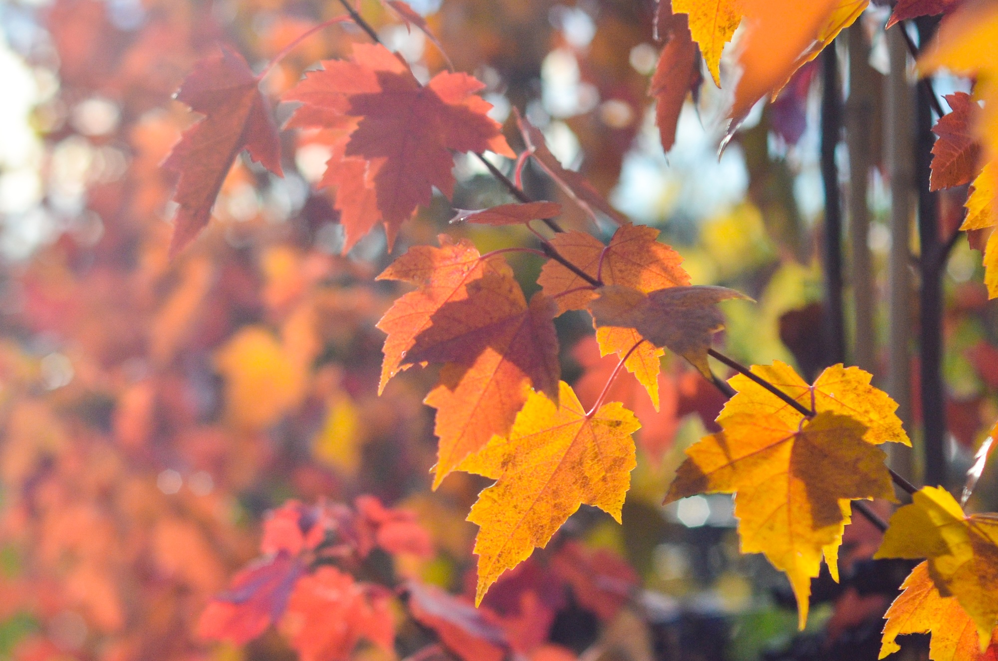 Close-up of maple leaves turning red, orange, and yellow in autumn