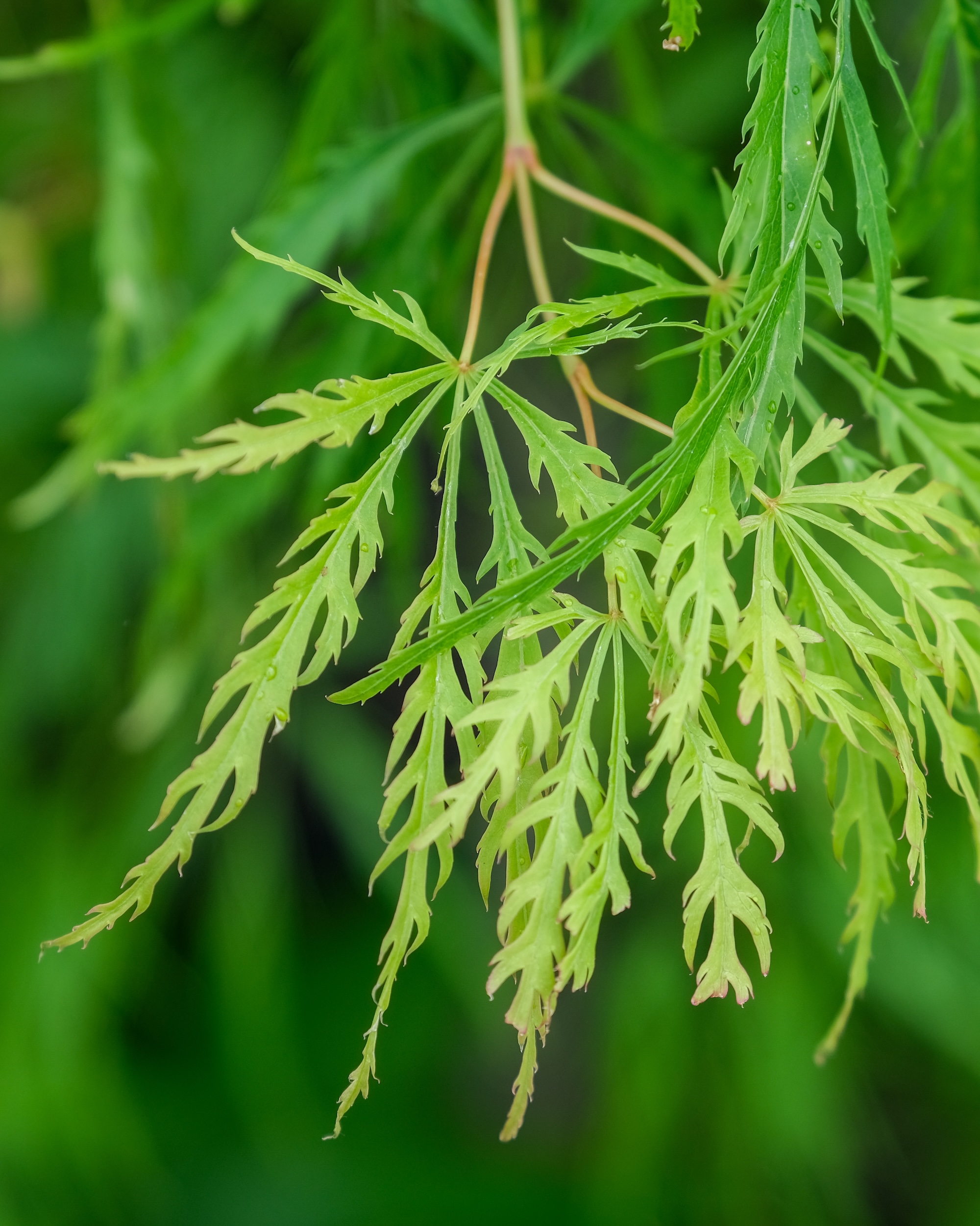 Delicate green acer leaves in summer light