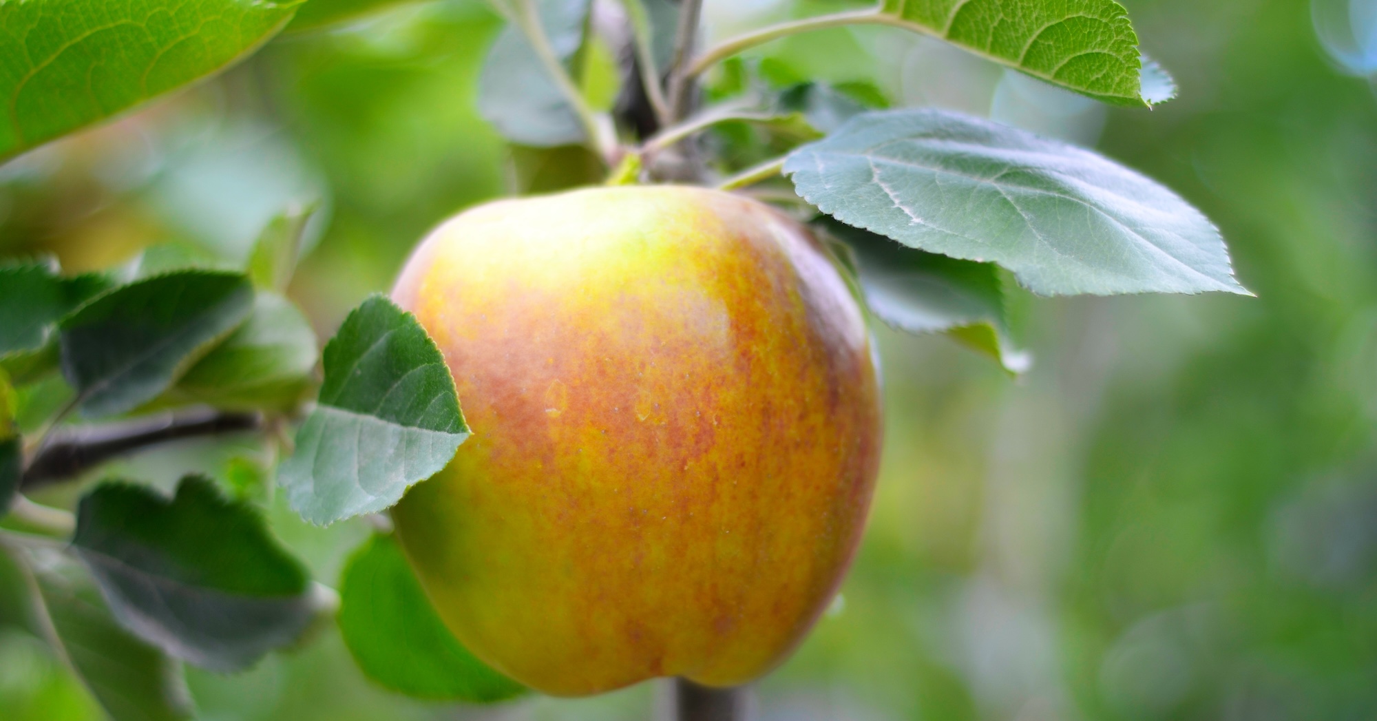 Large red and yellow apple hanging on leafy branch in orchard
