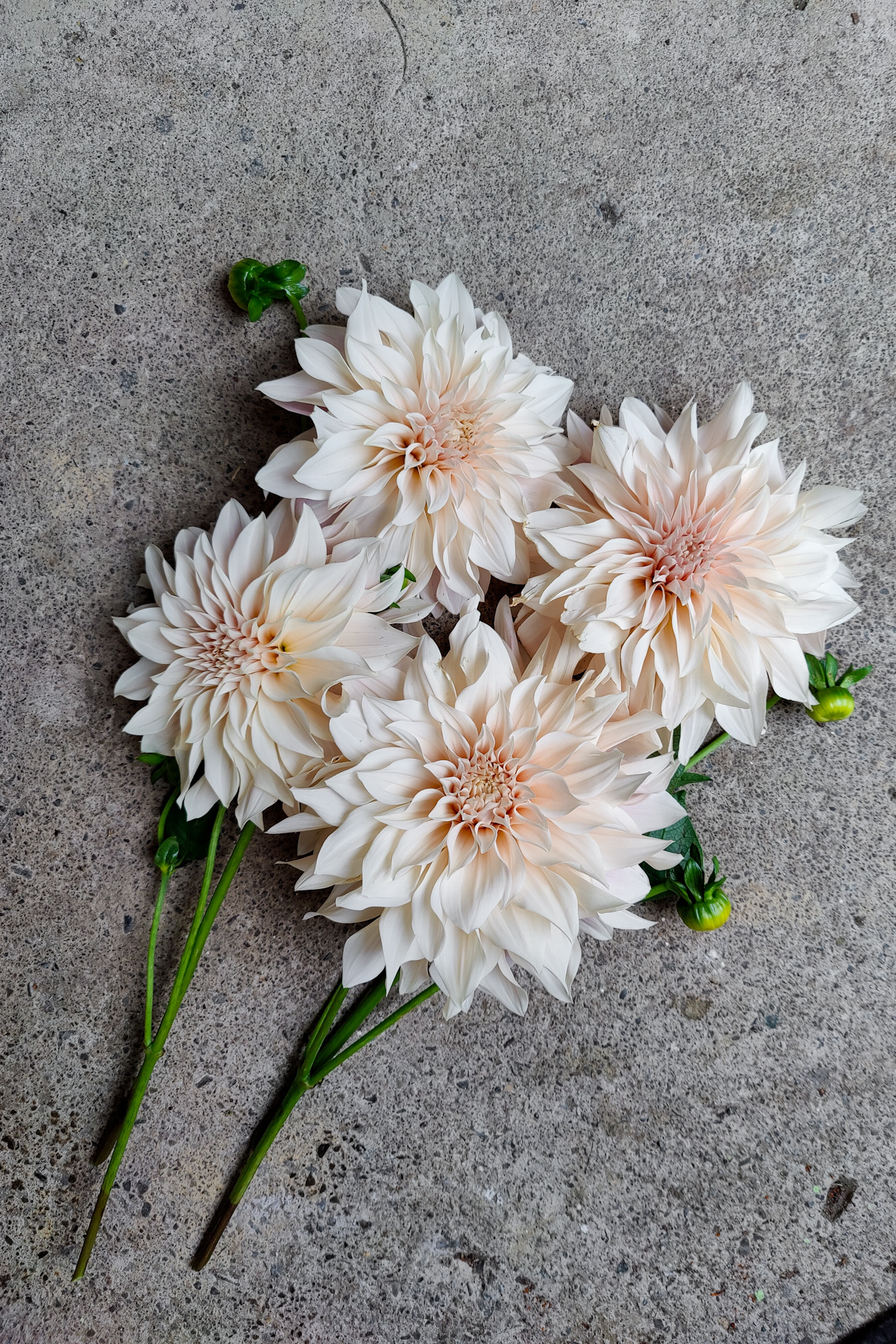 Cluster of pale blush dahlias on a concrete background