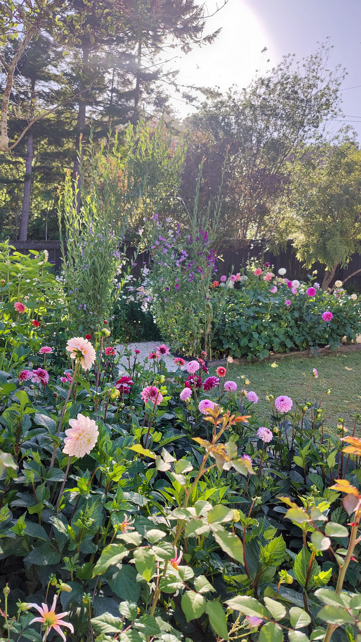 Sunlit flower garden filled with dahlias and mixed blooms