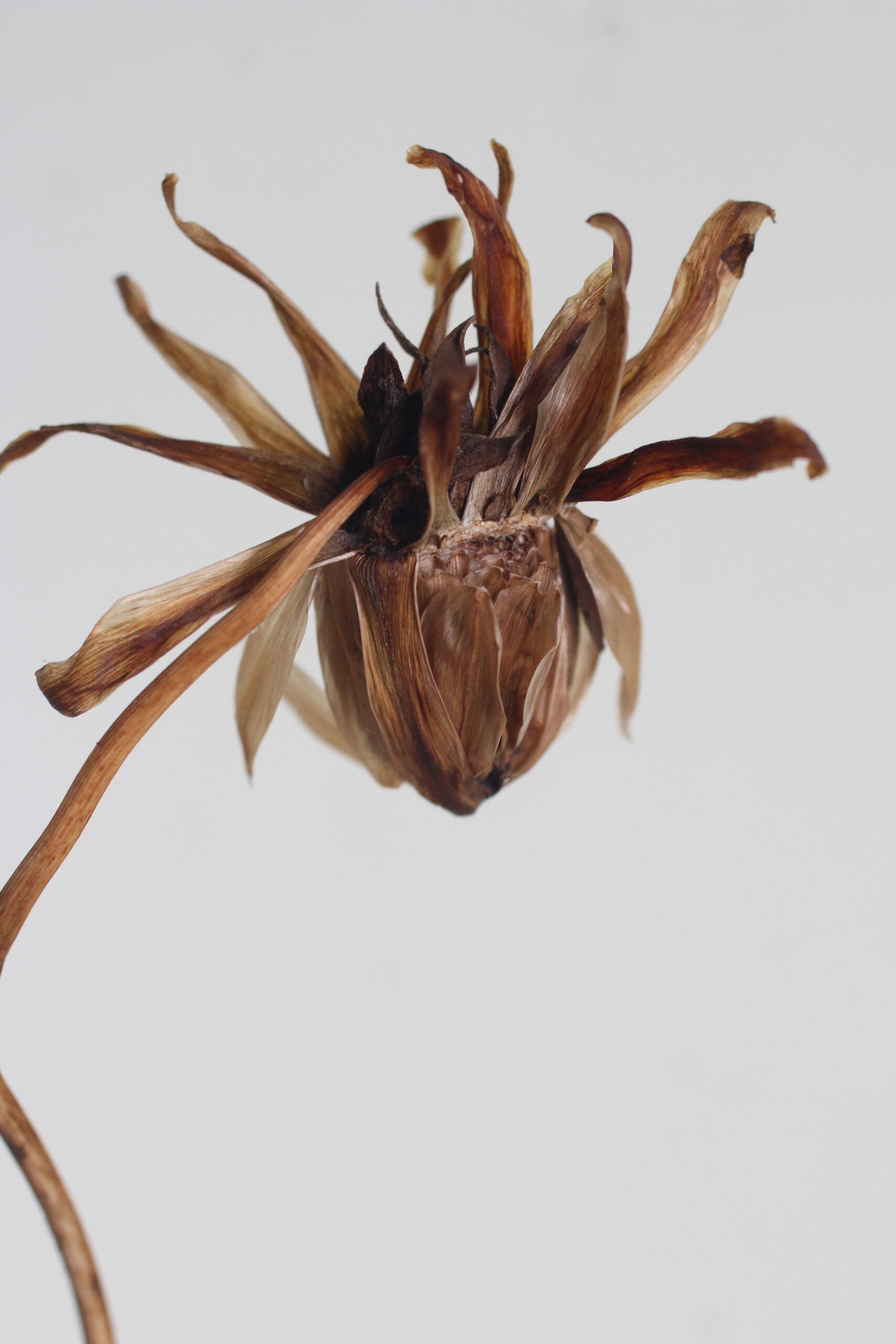 Dried seed head of a dahlia flower with petals curled inward