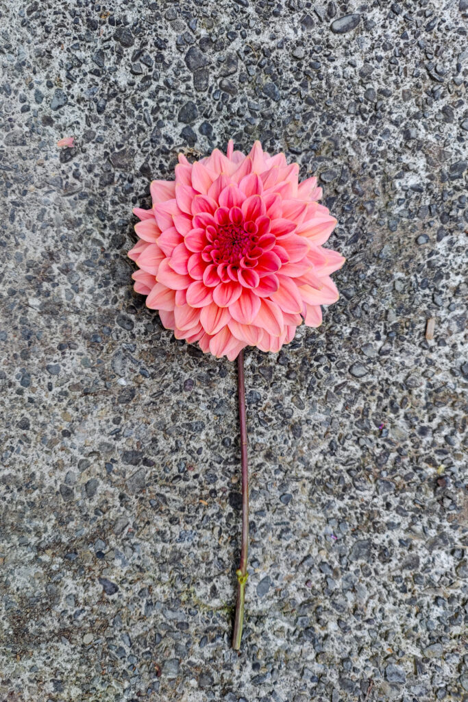 Single coral-pink dahlia bloom resting on a stone surface