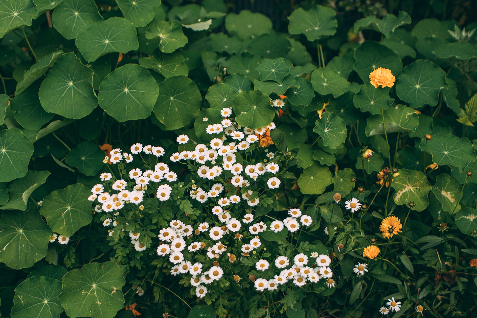 Living mulches - nasturtiums, chamomile and marigolds