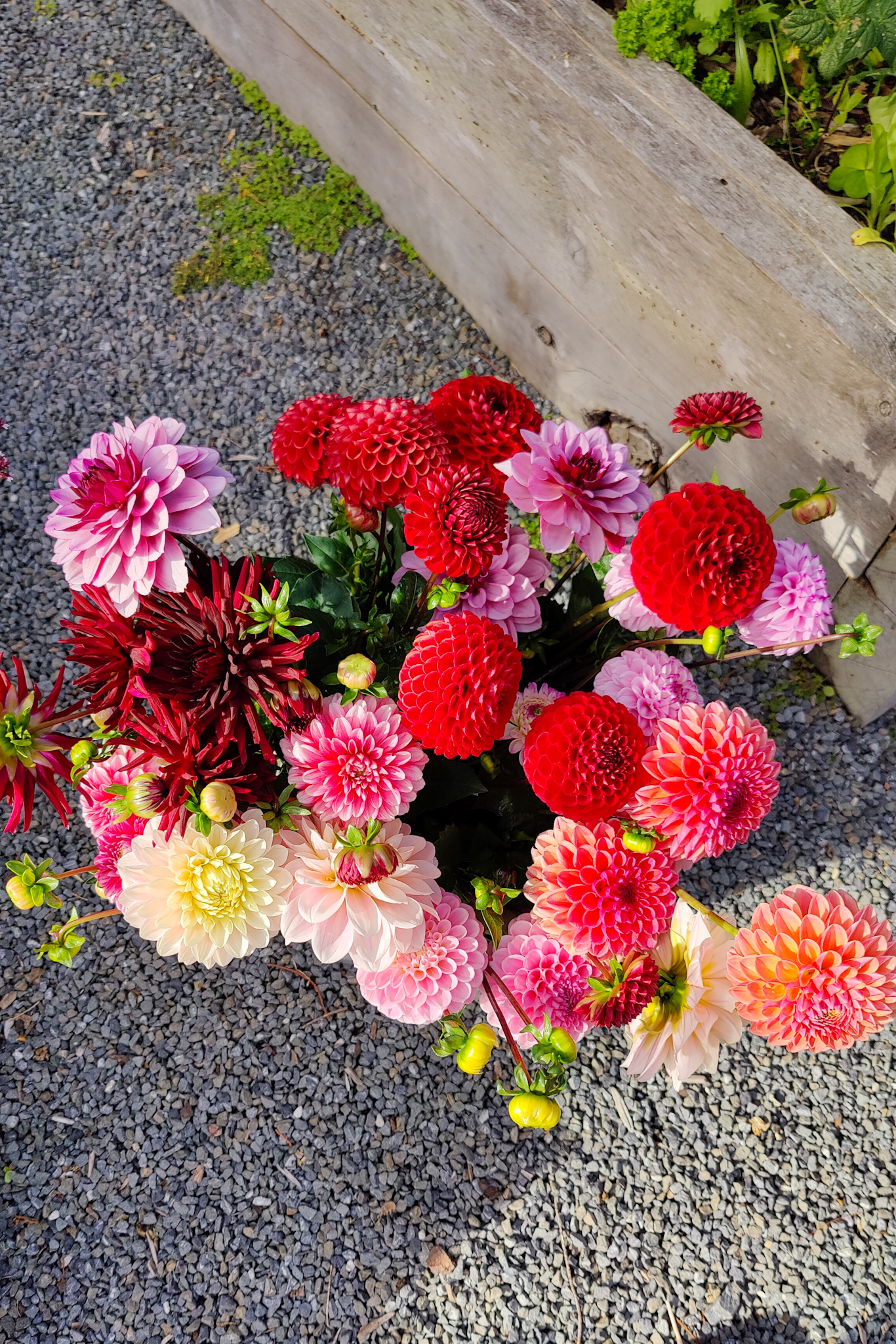 Freshly cut dahlias in pink, red, and yellow tones arranged on gravel