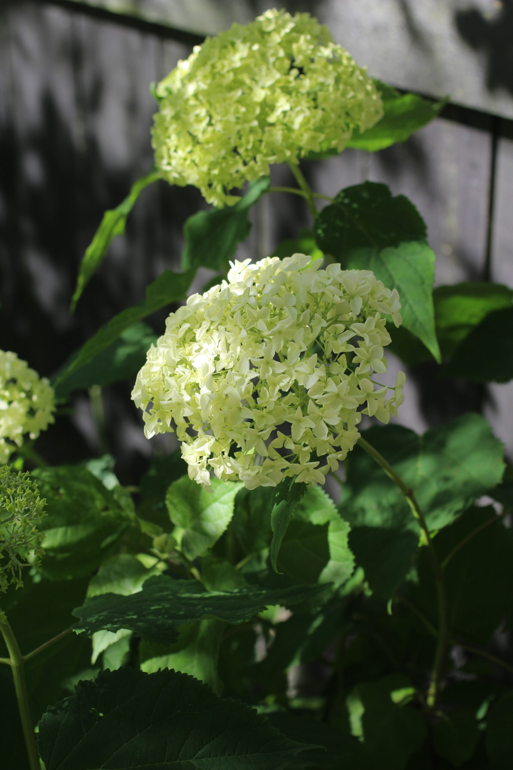 Hydrangea arborescens _Annabelle_ flower heads are sterile
