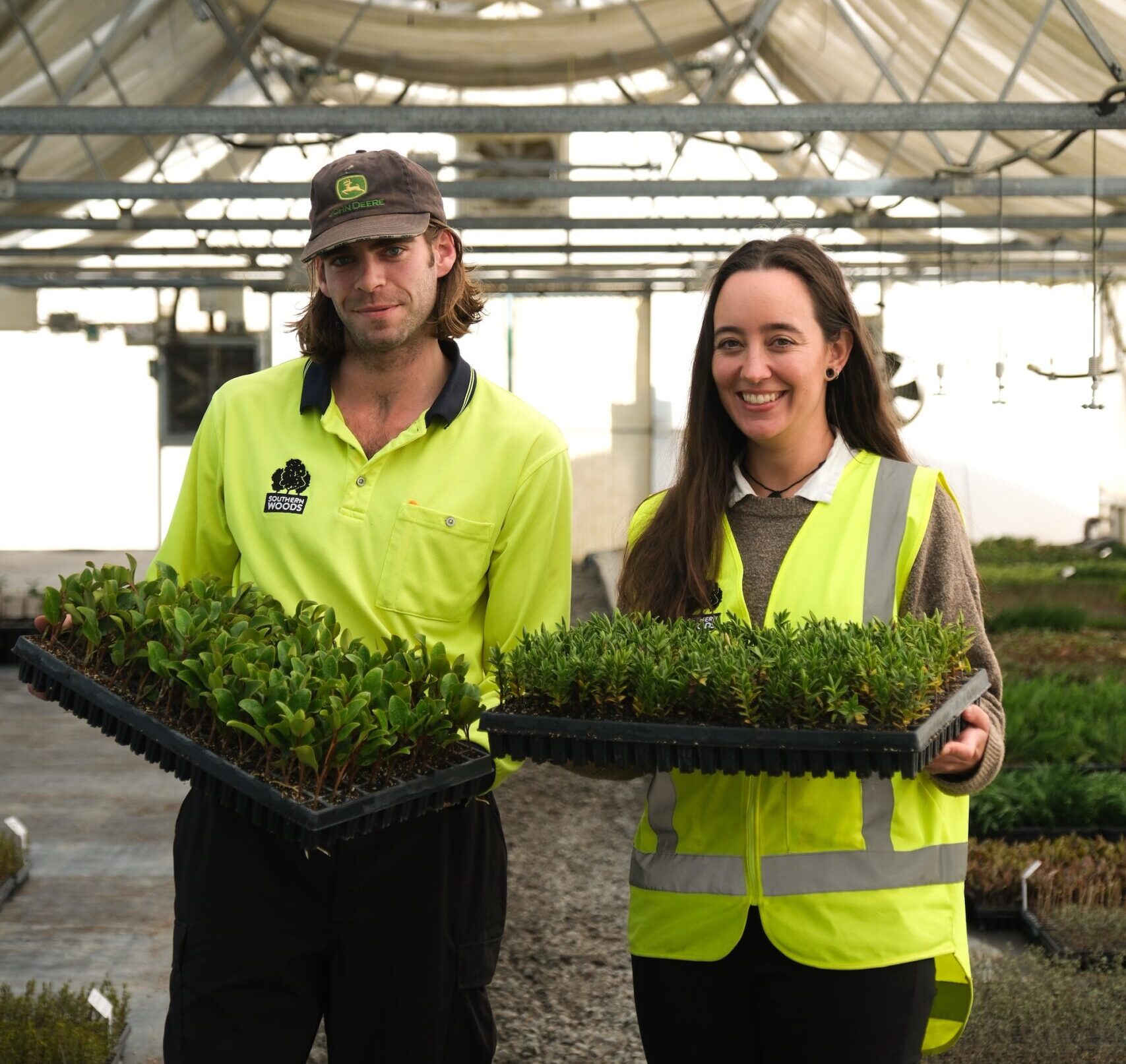 Trays of healthy young green native plants ready for planting