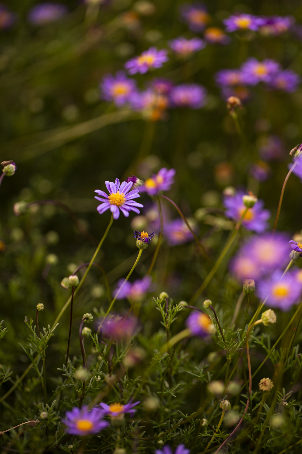 Miniscapes_8124_Gemmola_LR