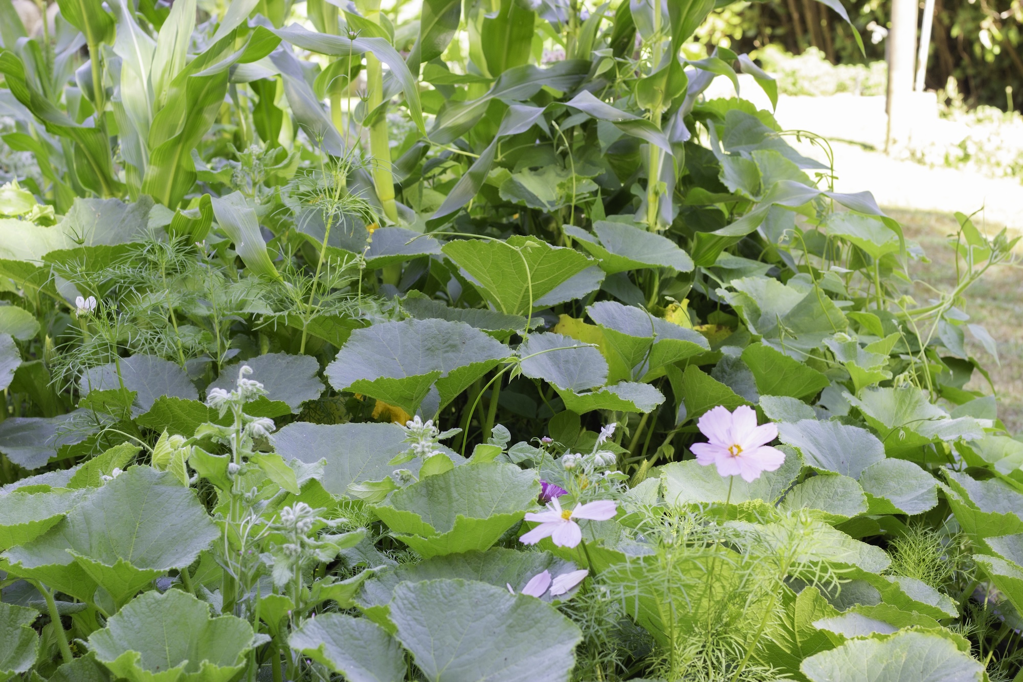 Densely planted vegetable garden with pumpkins, corn, beans and with cosmos and borage