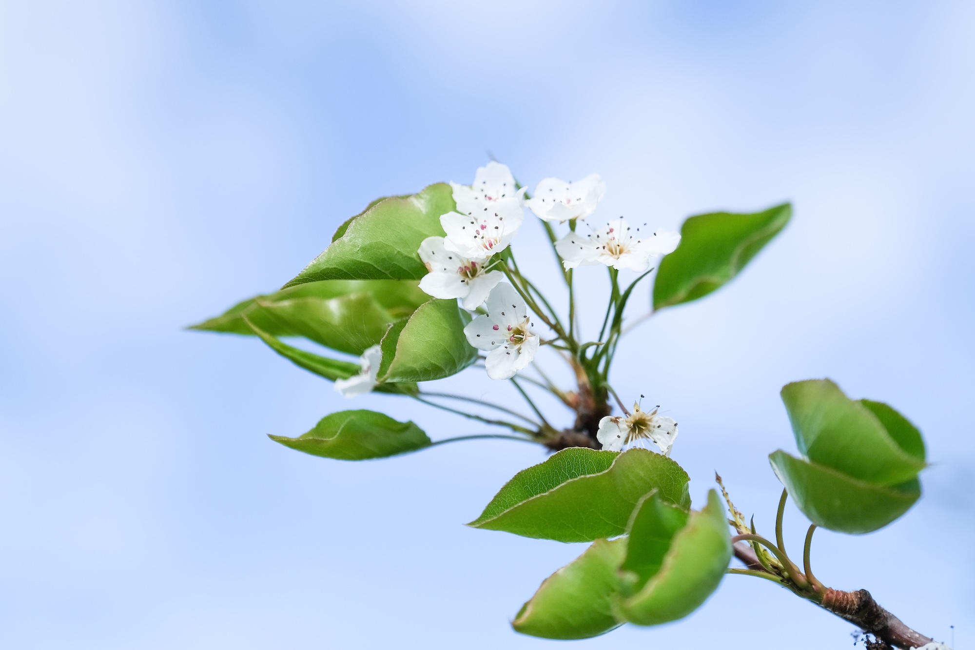 White spring blossoms emerging on young green fruit tree branch