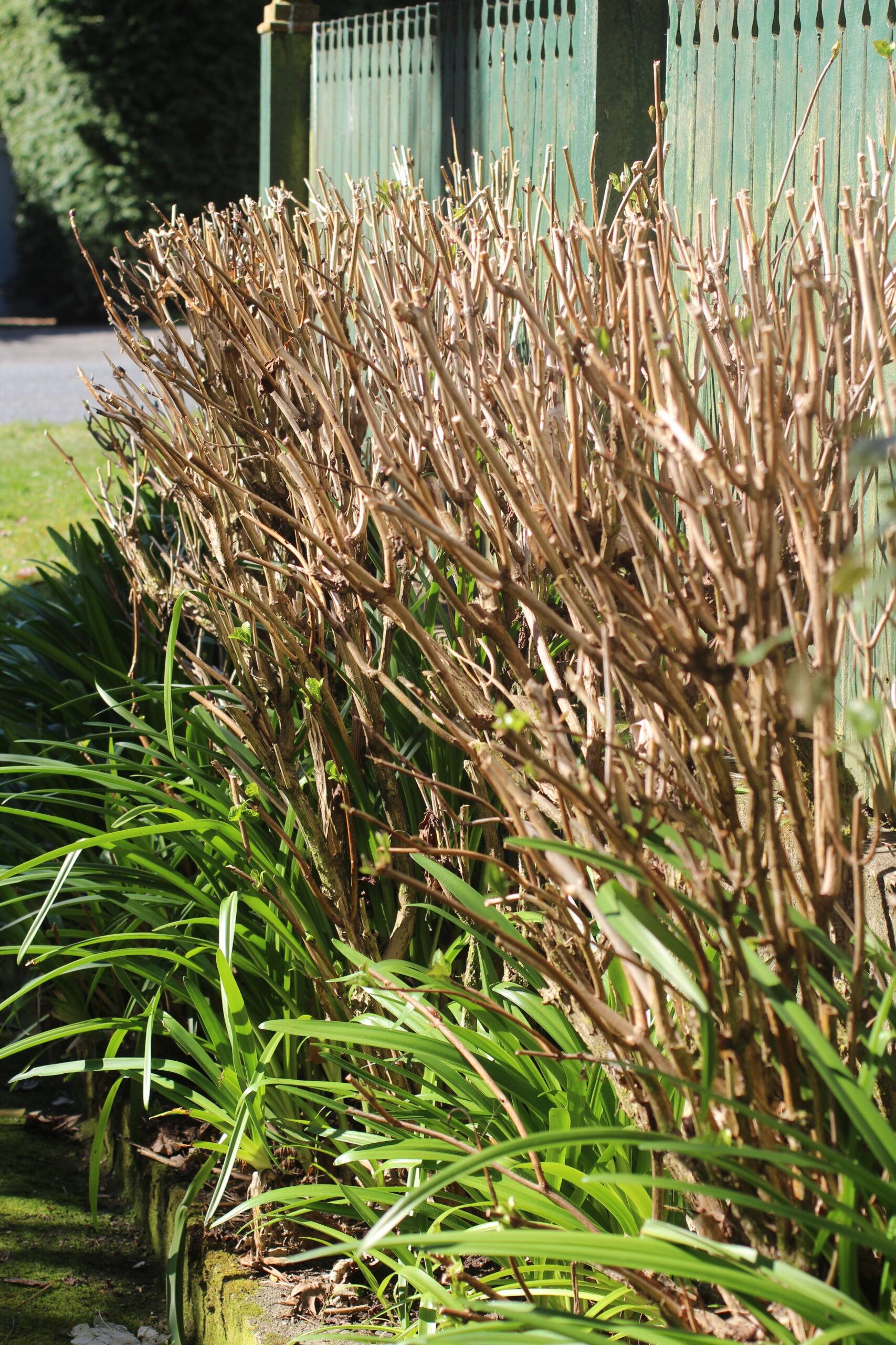 Remove a third of the old wood when pruning Hydrangea macrophylla if the shrub is congested