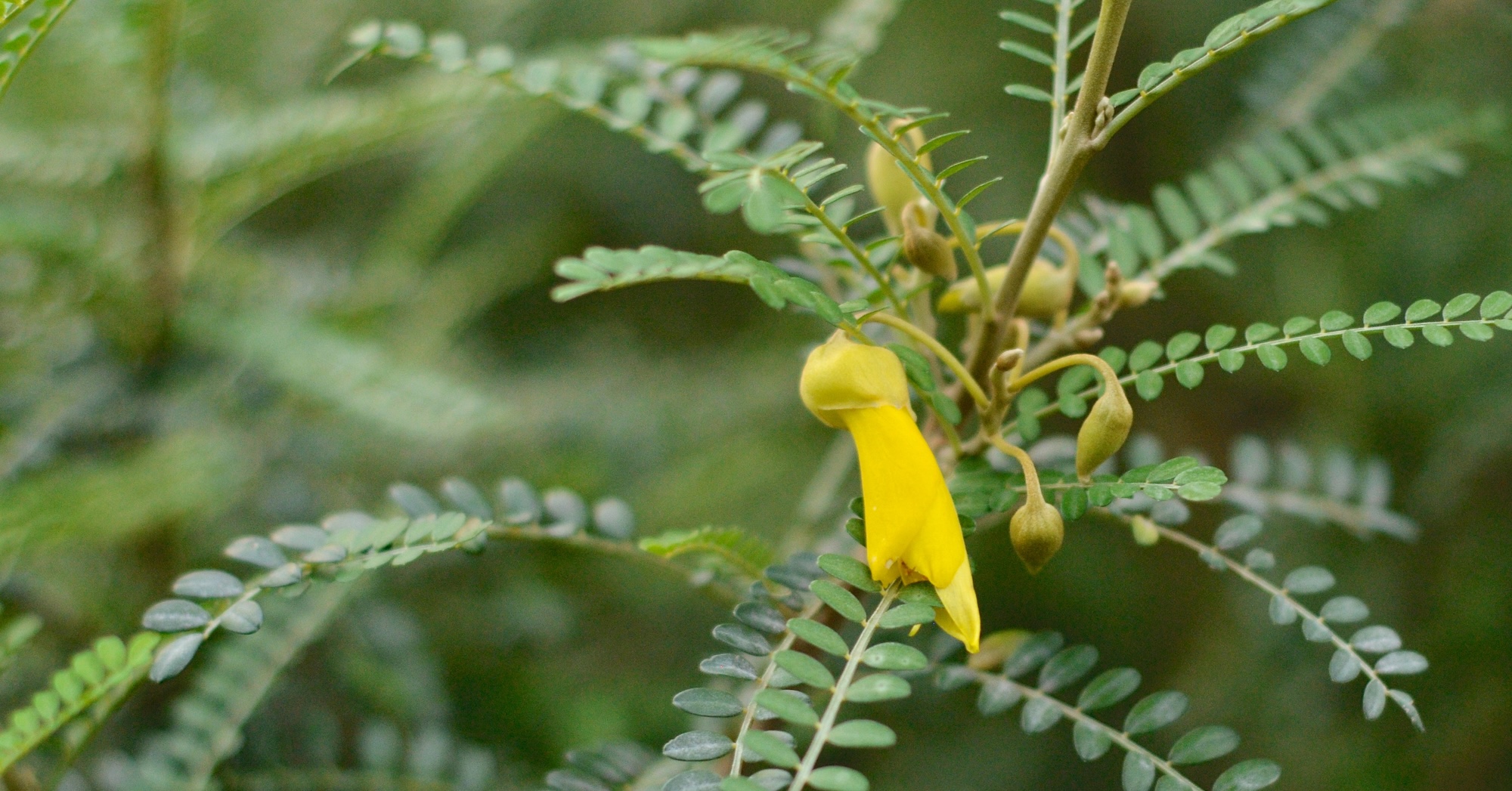 Bright yellow Sophora 'Dragon's Gold' on New Zealand tree