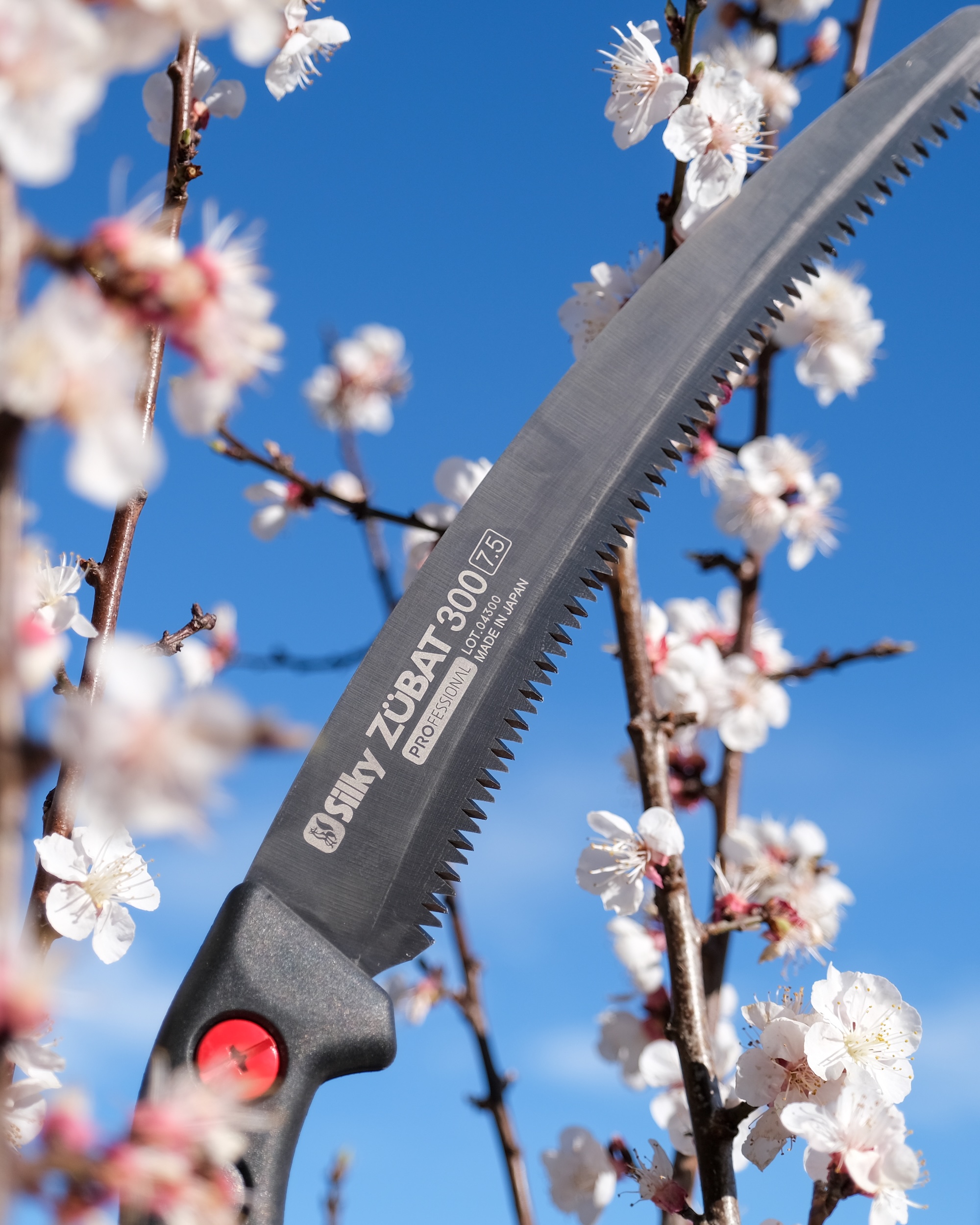 Spring saw cutting spring blossom in full bloom against blue sky
