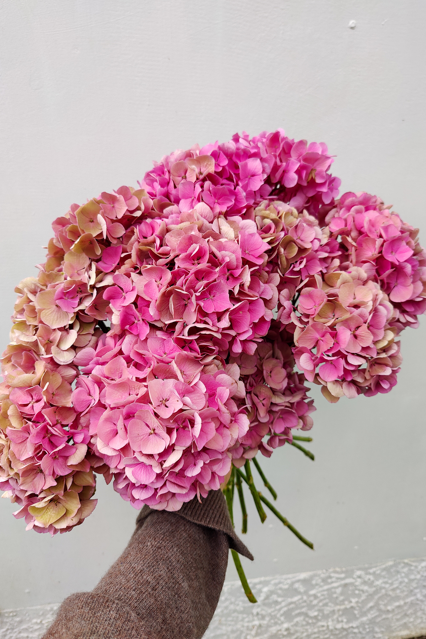 add lime to soil for pink hydrangeas_