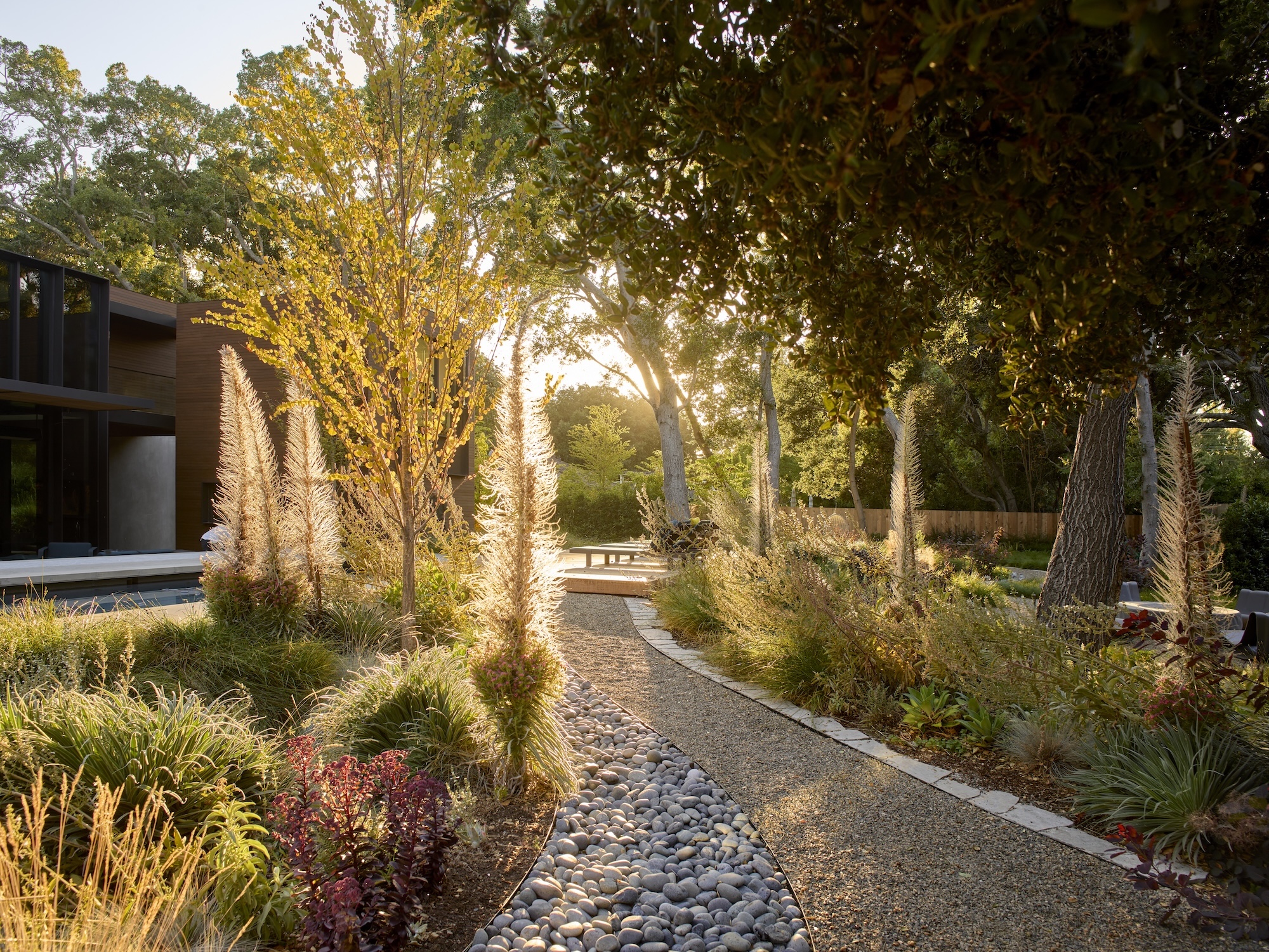 Winding path through native planting in modern garden Sunlit garden path bordered by flowering grasses and trees