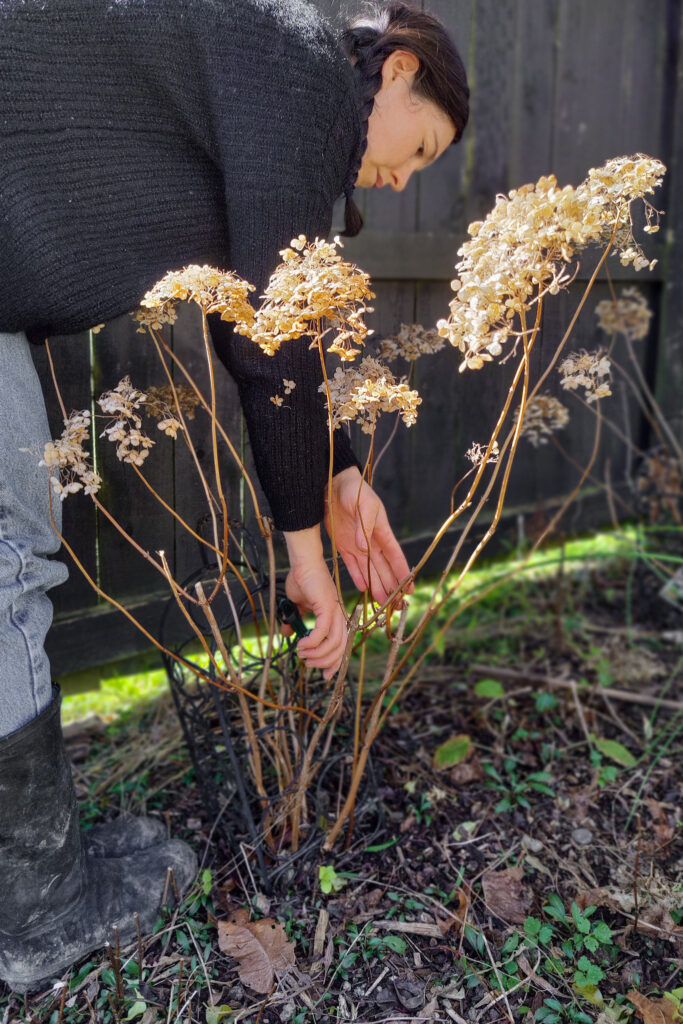prune hydrangea paniculata and arborescens back to 30cm above ground