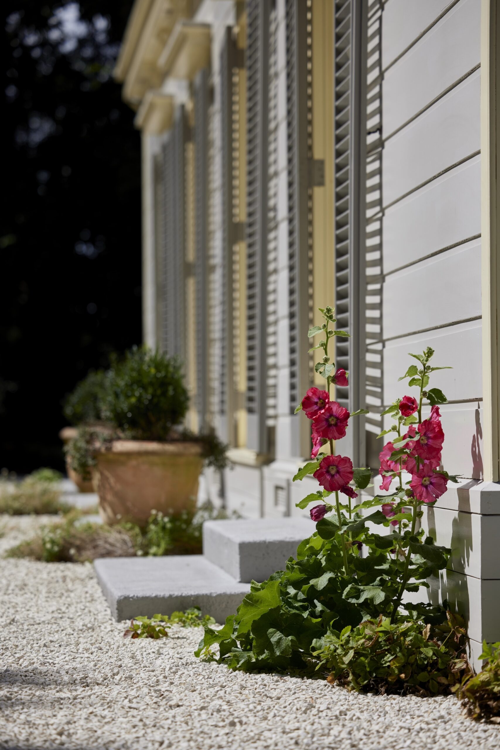 Classic historic home exterior with tall shutters, potted geraniums, and vibrant pink hollyhocks