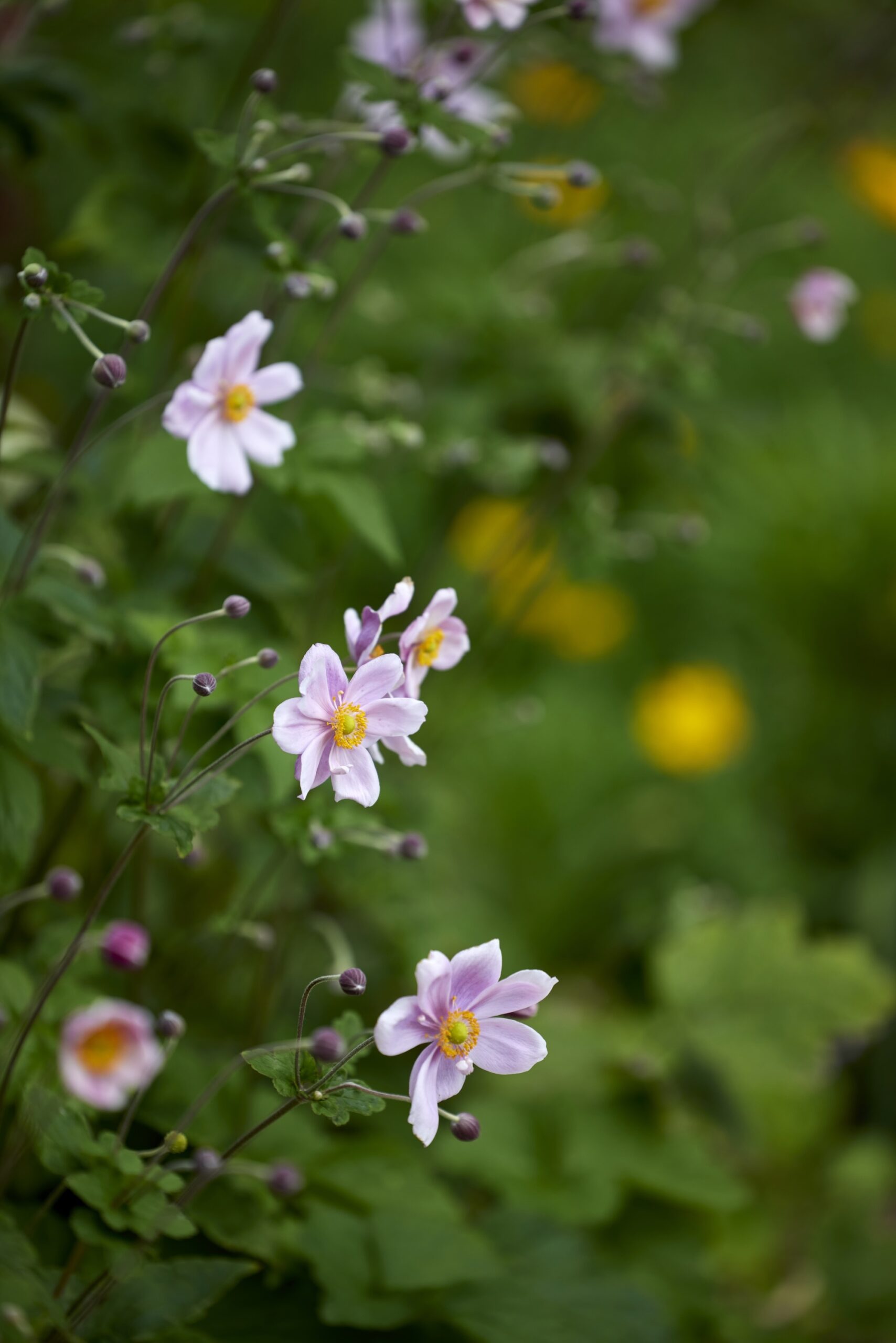 Close-up of delicate pink flowers in bloom against the backdrop of a heritage garden.