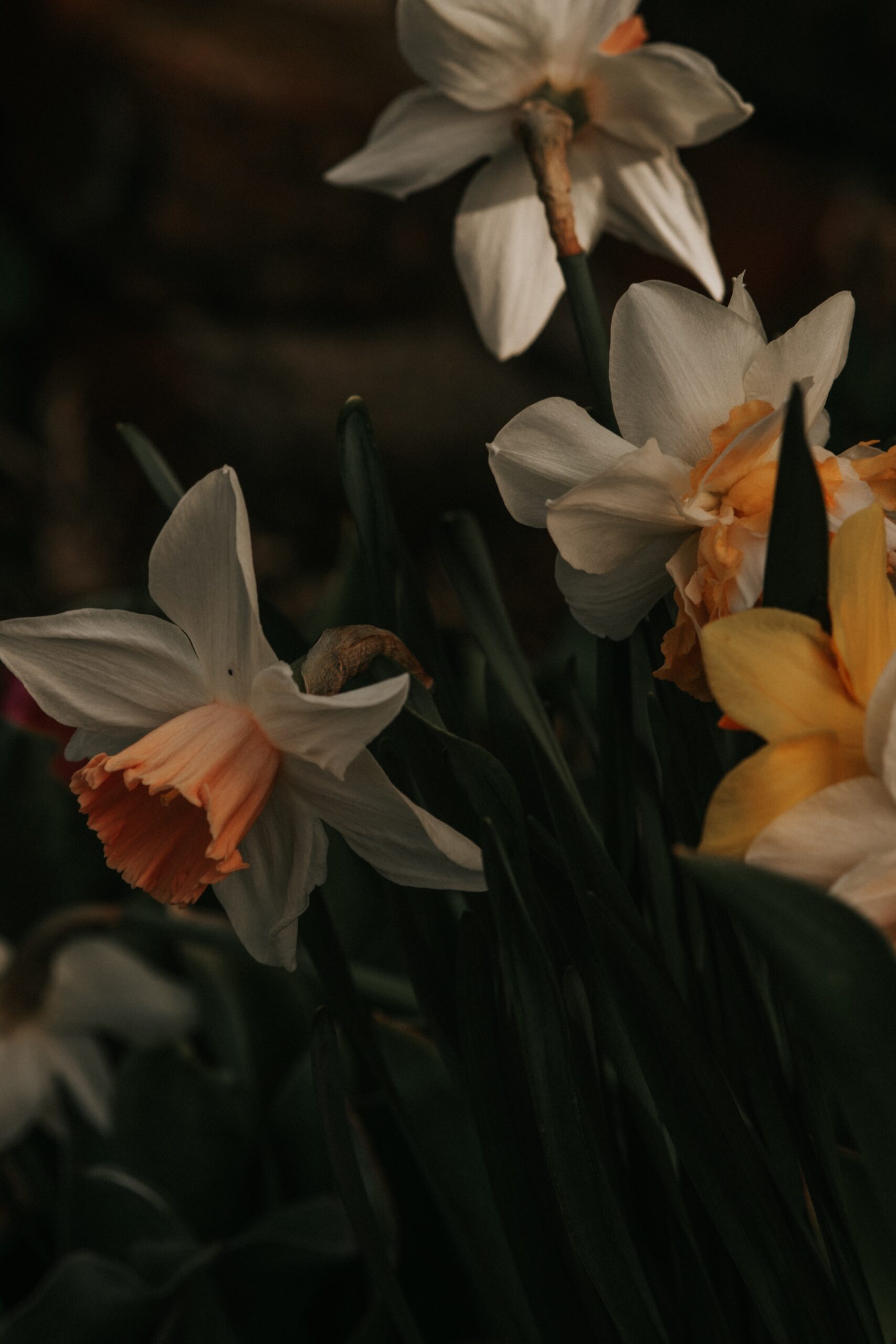 Spring Gardening Series