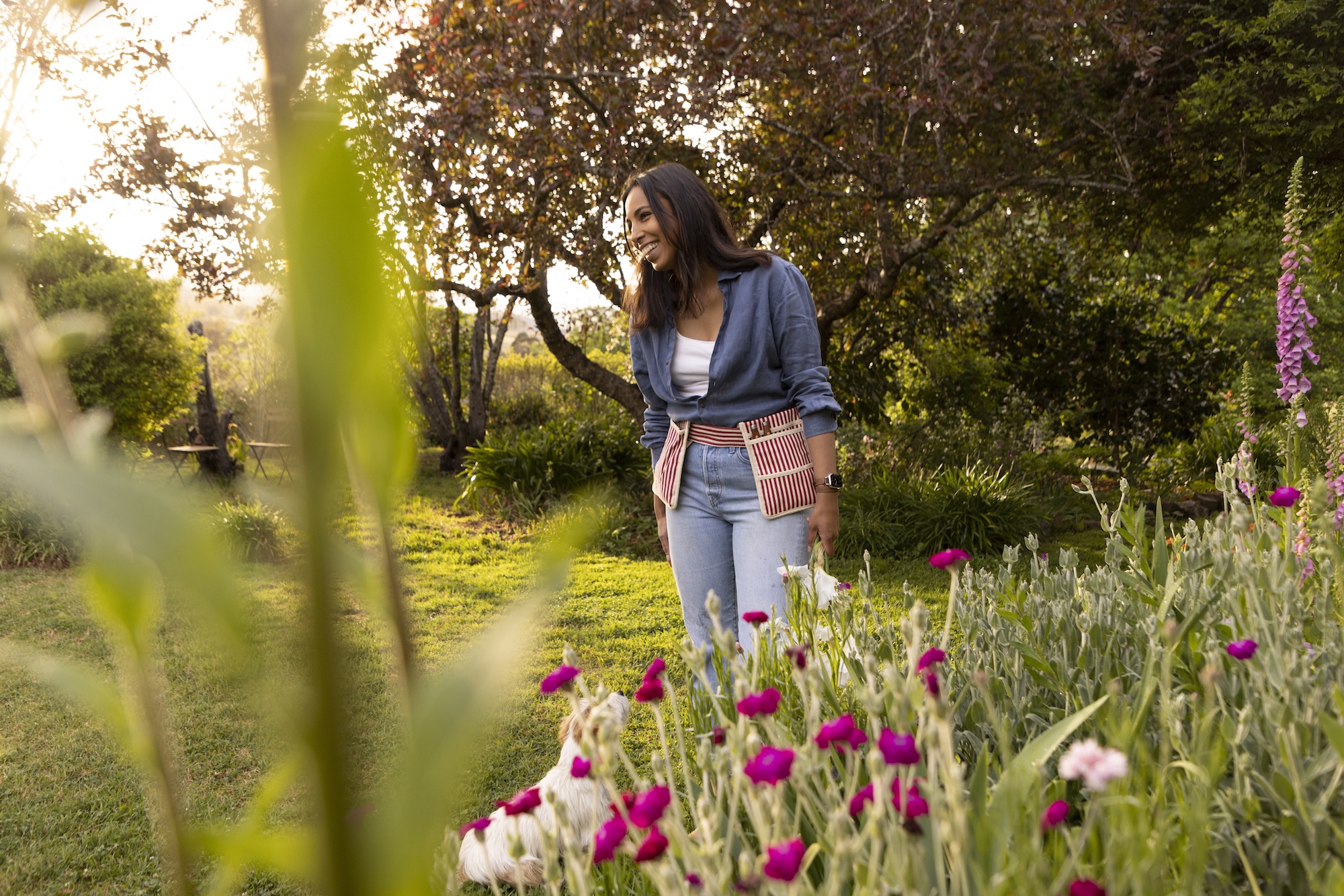 Woman wearing a denim shirt and gardening apron tending to pink tulips in a sunny garden