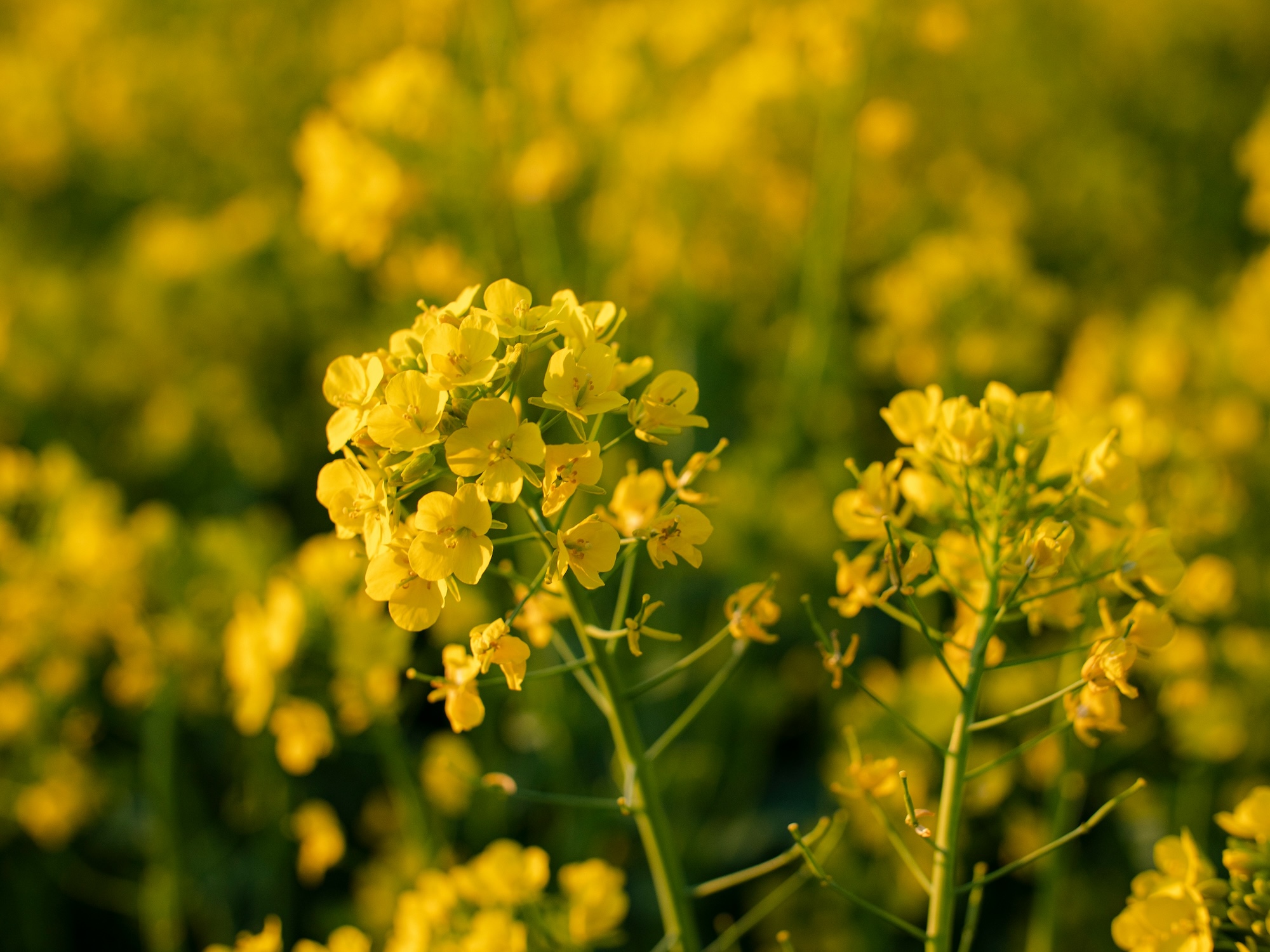 Mustard cover crop | How to grow cover crops