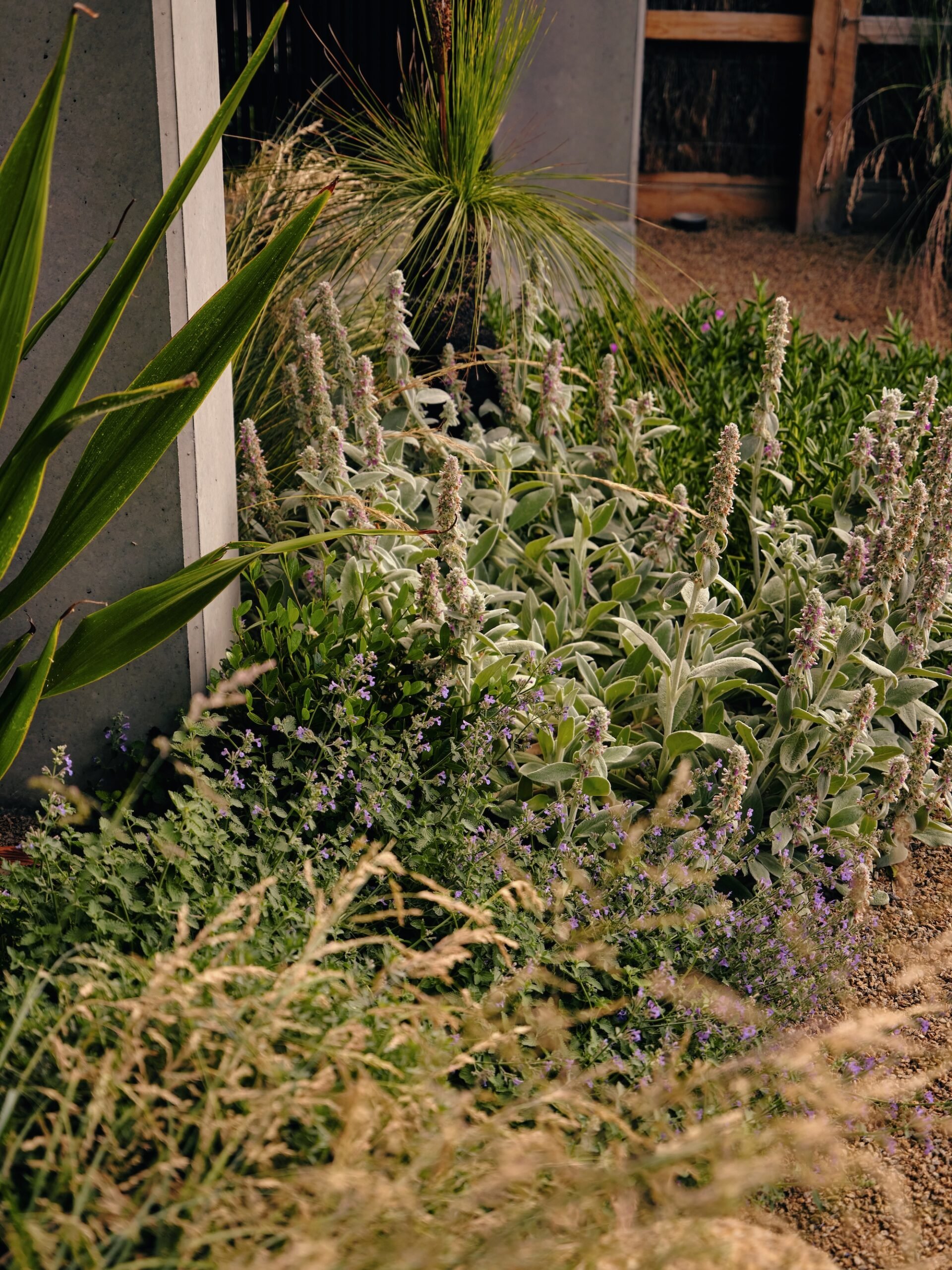 Detailed planting composition with silvery foliage and structural plants – Phillip Withers