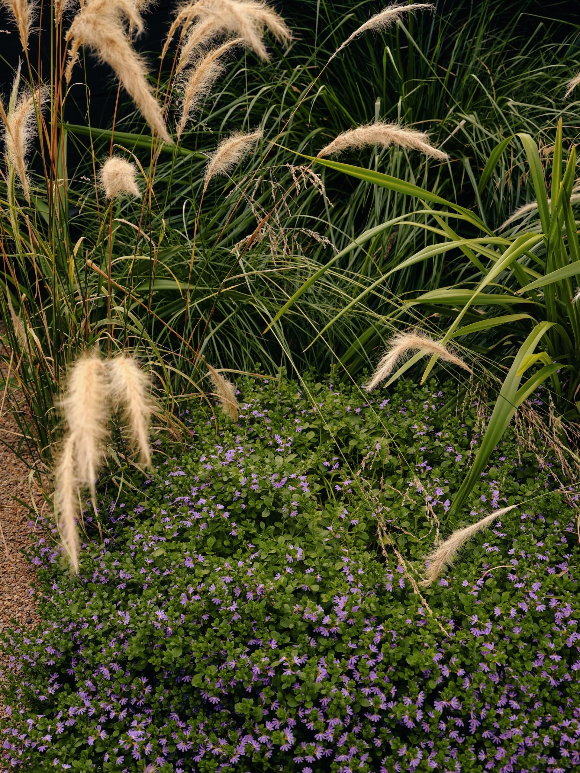 Natural planting design with ornamental grasses and groundcovers – Phillip Withers
