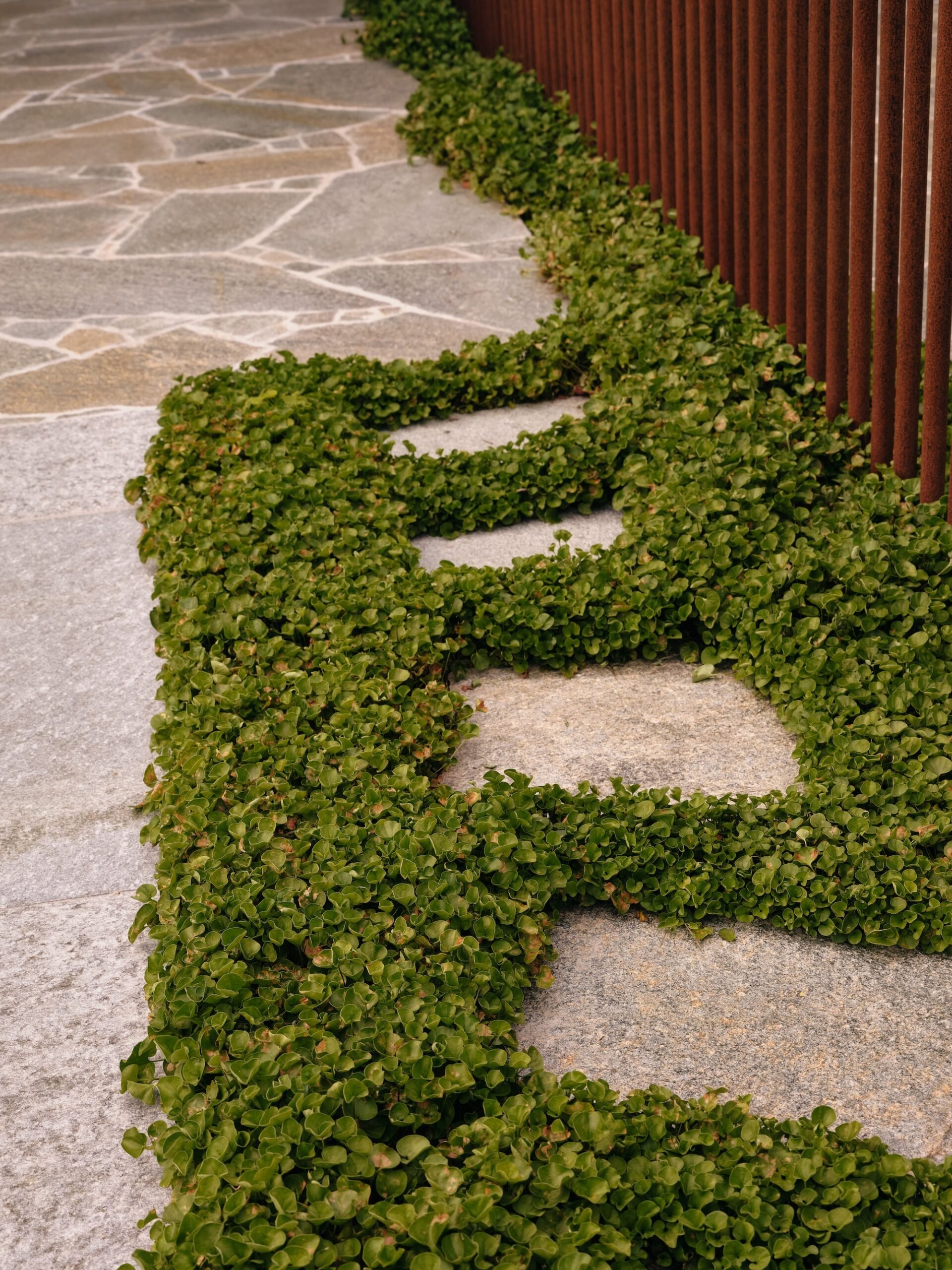 Close-up of modern stepping stone garden path with groundcover planting – Phillip Withers