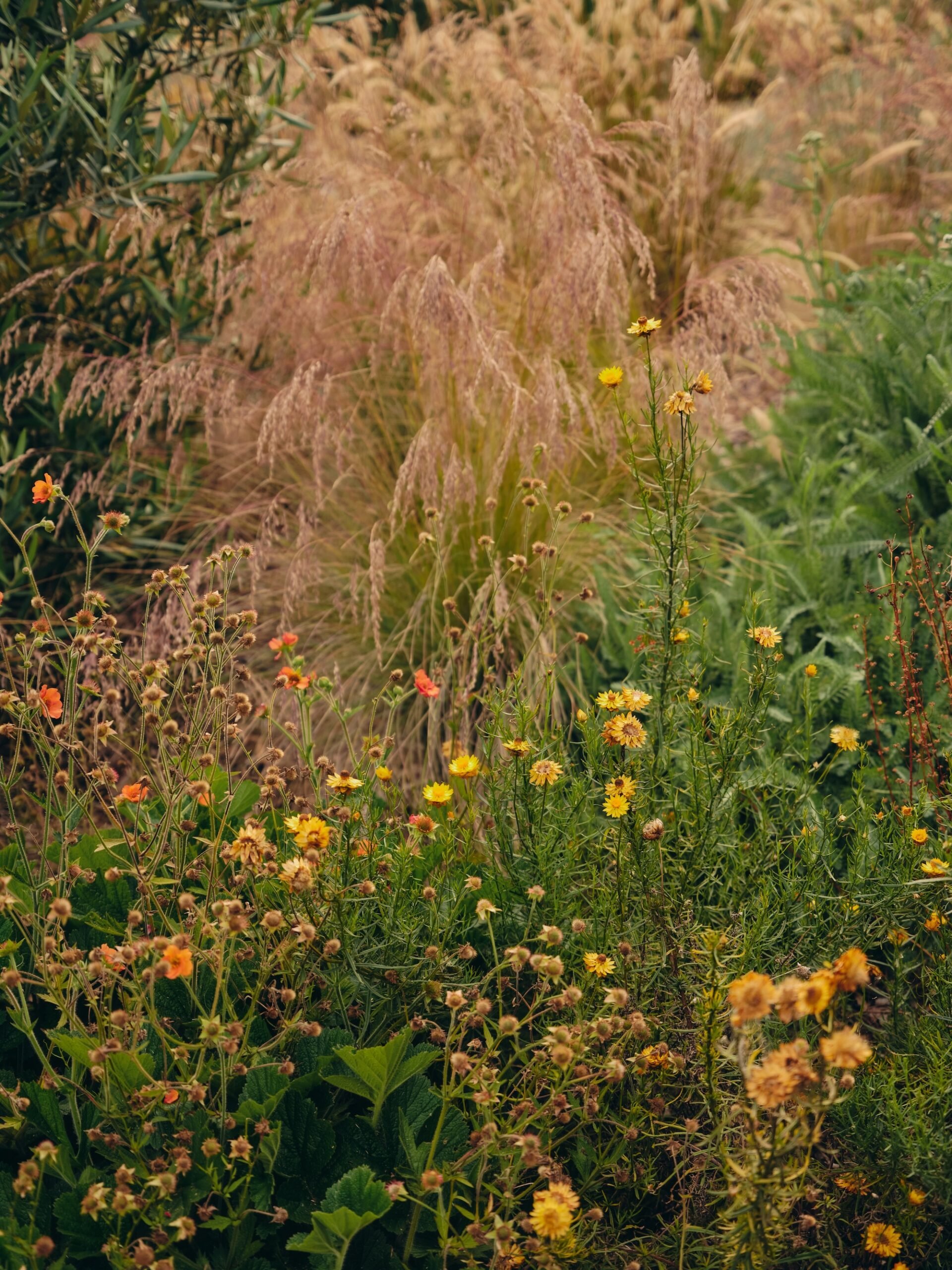 Close-up of colorful wildflower planting adding texture and biodiversity – Phillip Withers