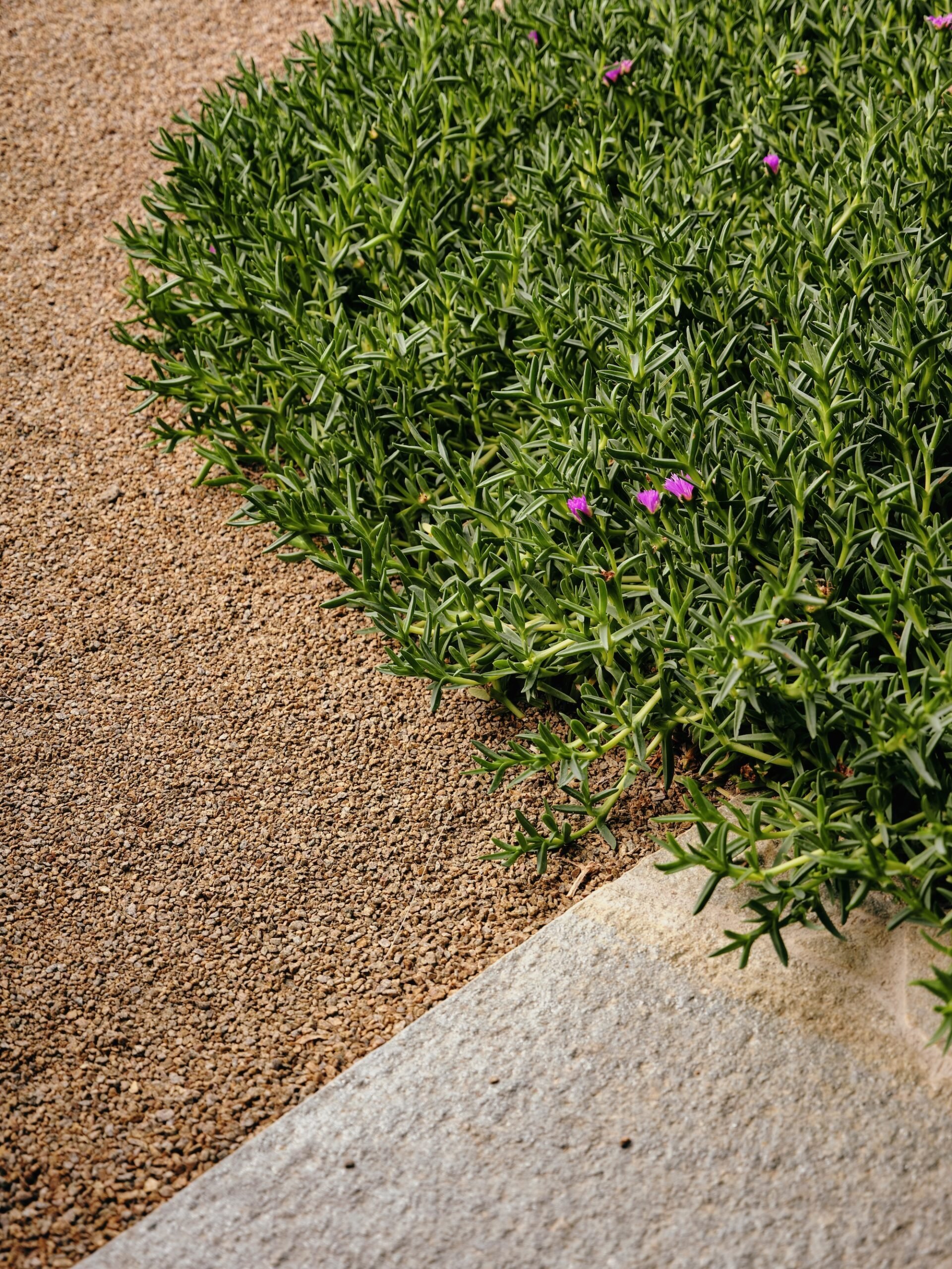 Groundcover planting spilling into gravel garden path for naturalistic effect – Phillip Withers