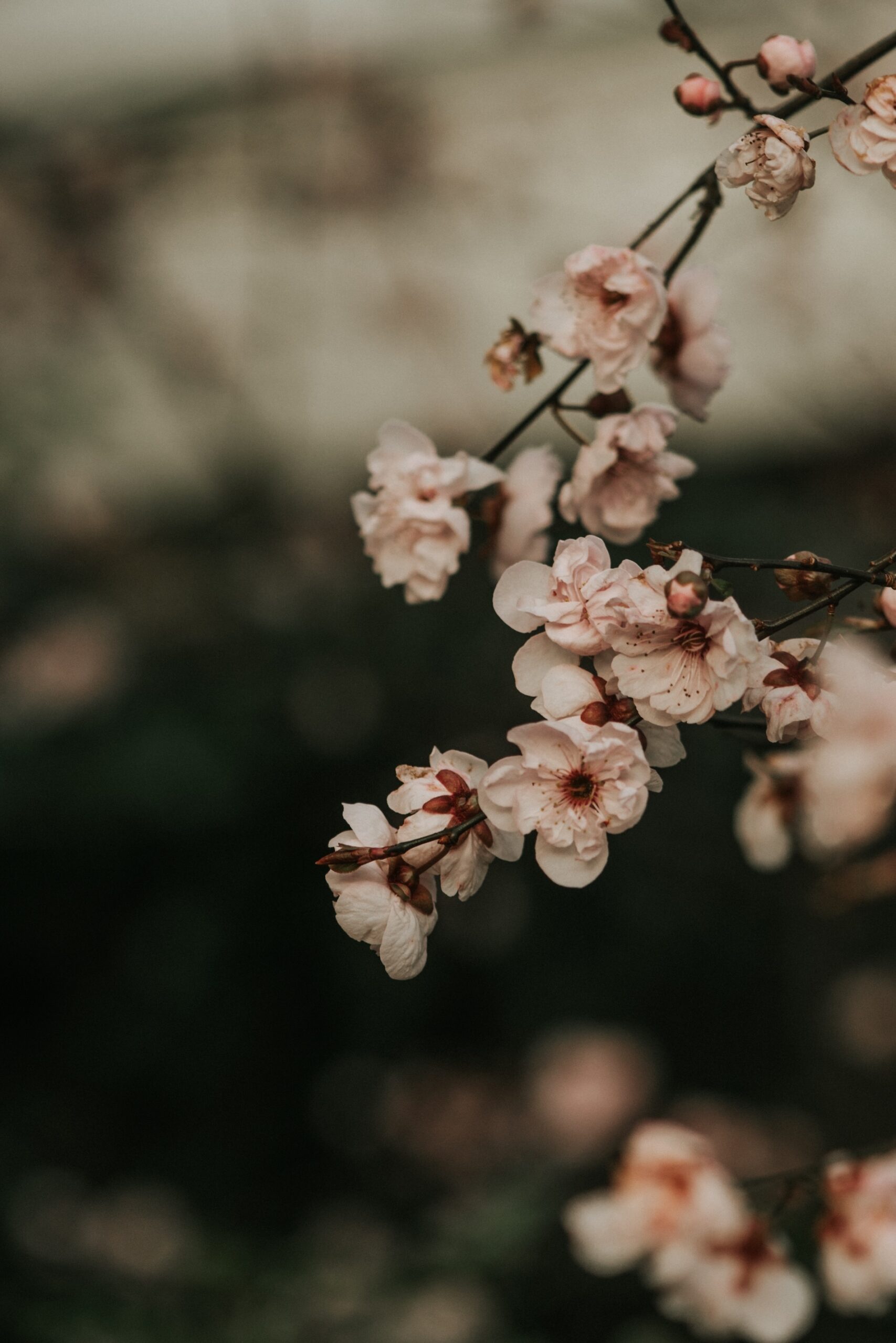 Close-up of delicate pale pink cherry blossoms in bloom