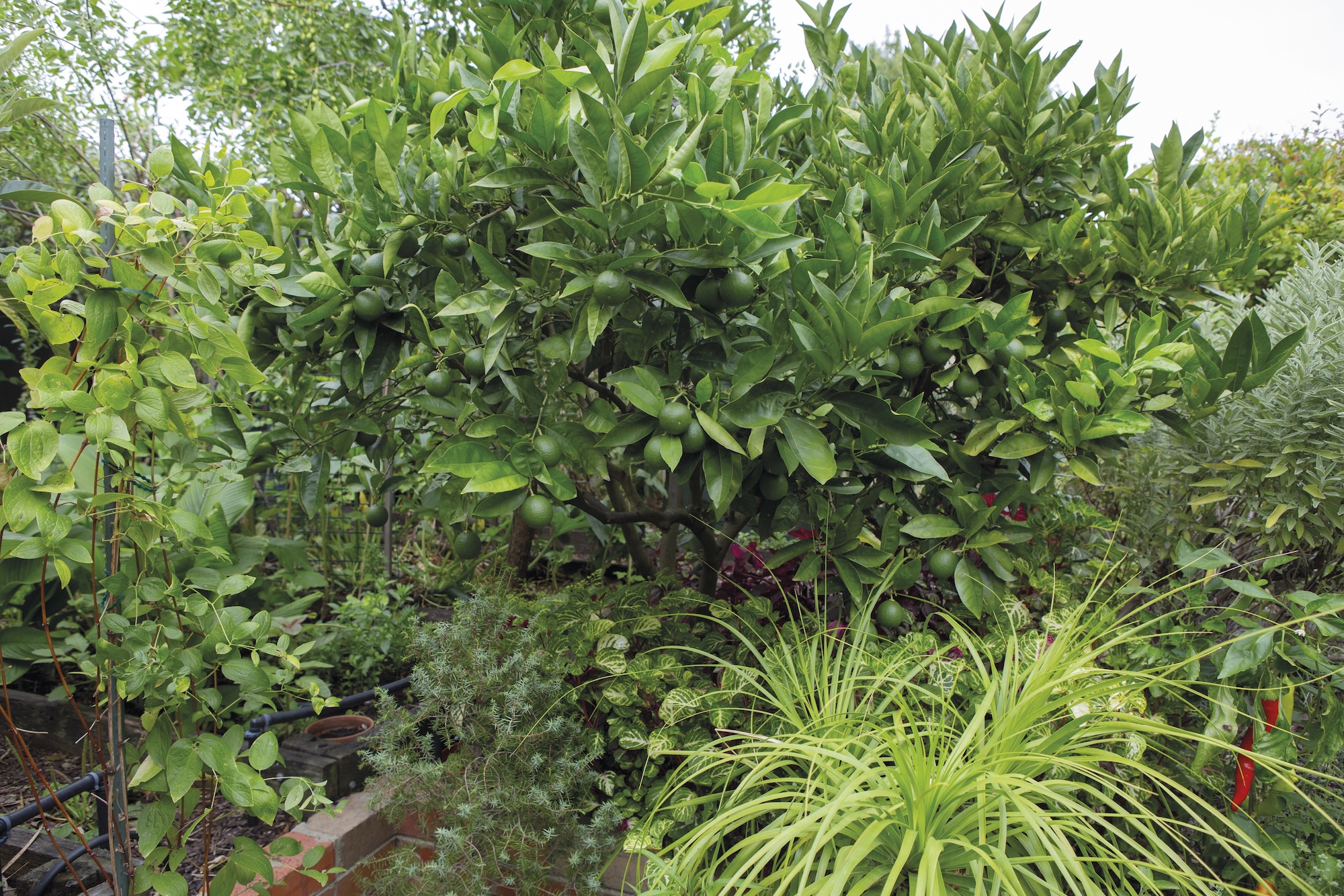 Dense planting of species in a sustainable home food forest